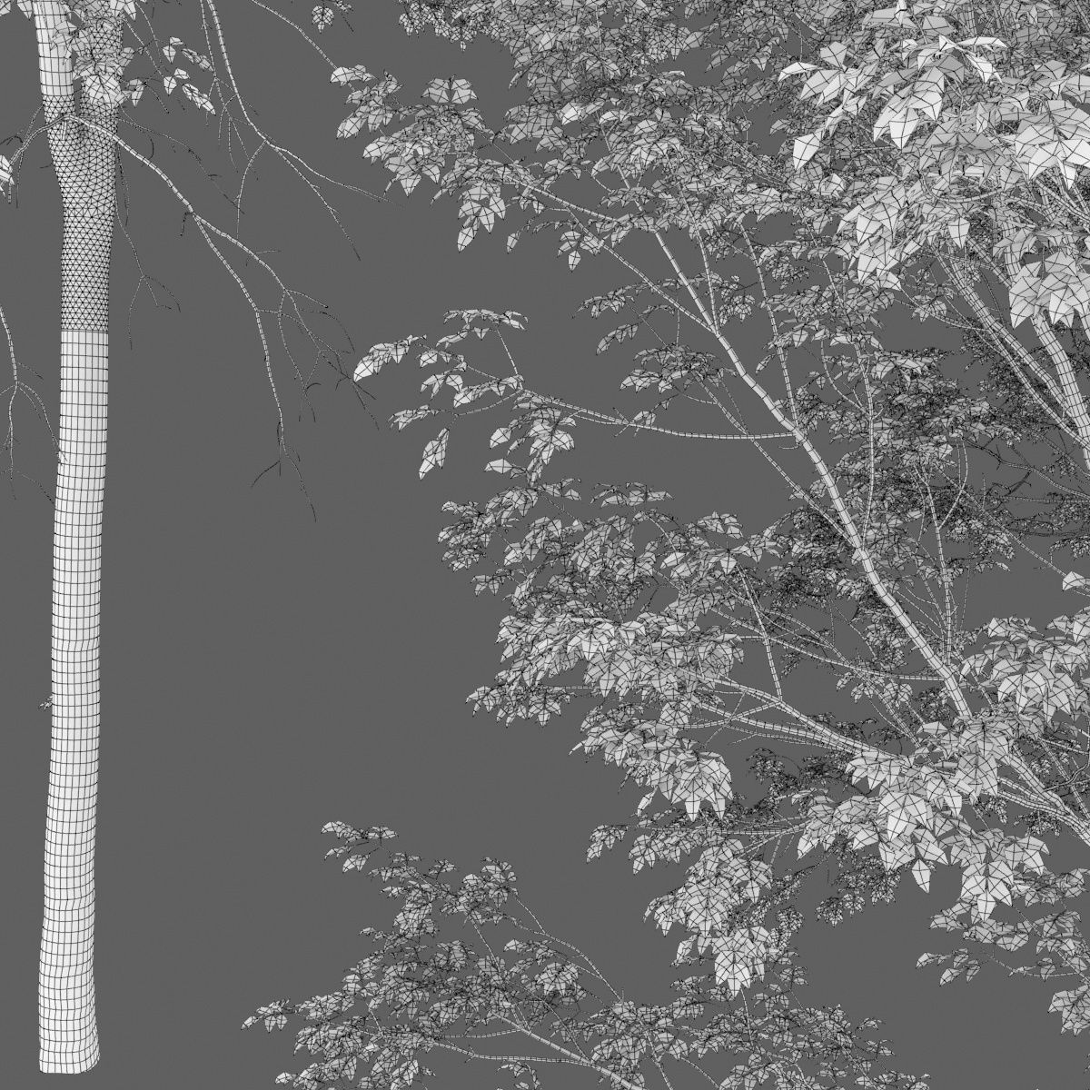 Ash-tree 02 3D model_9