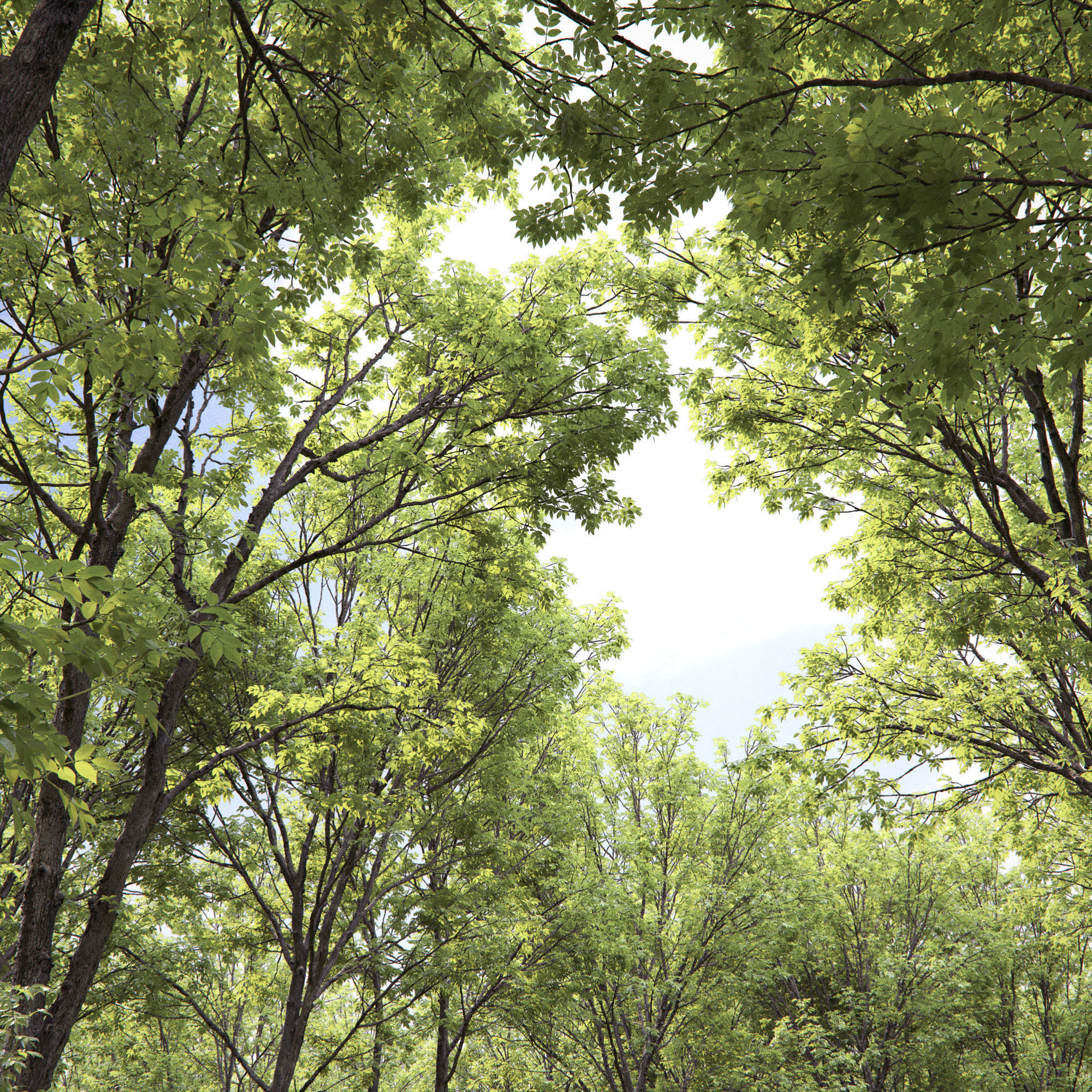 Ash-tree 02 3D model_1