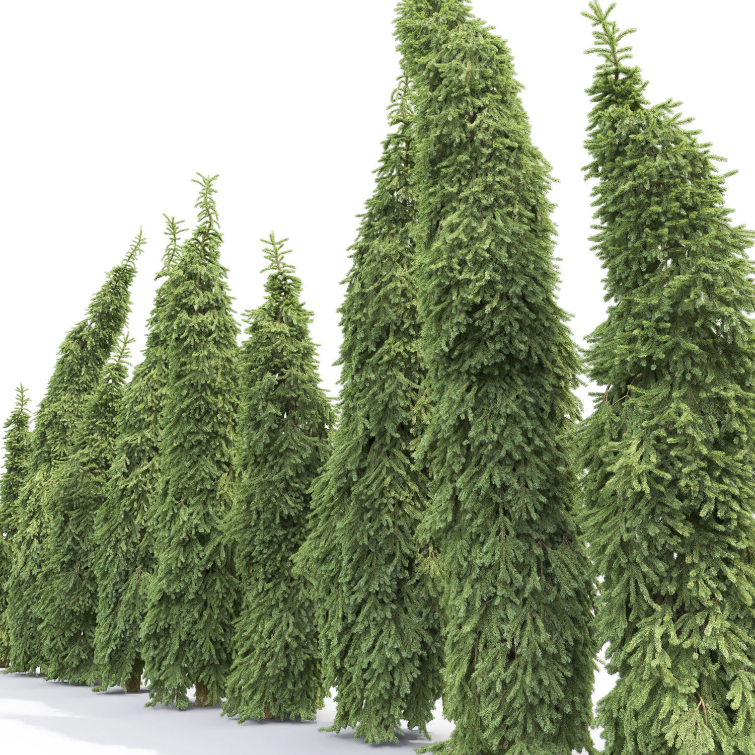 Picea Omorika Bruns 01 3D model_2