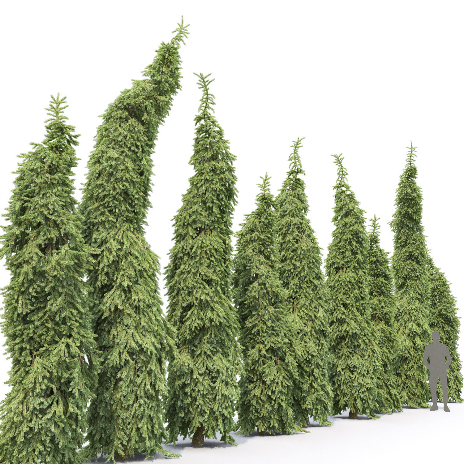 Picea Omorika Bruns 01 3D model_1