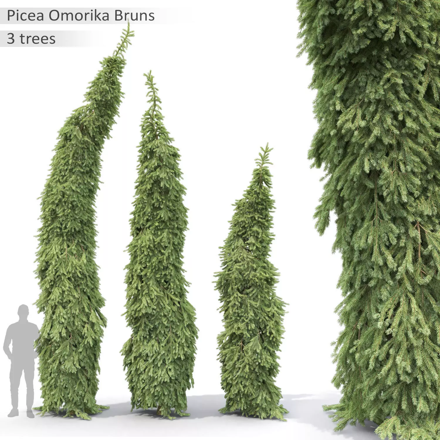 Picea Omorika Bruns 01 3D model_0