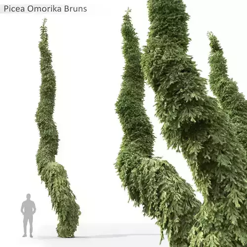 Picea Omorika Bruns 02
