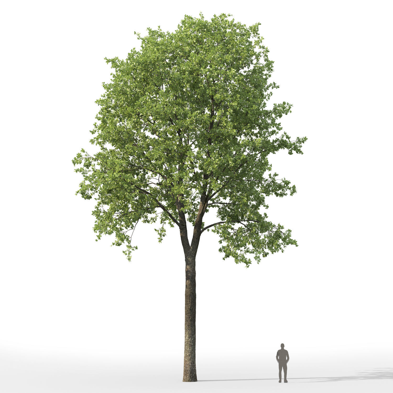 Oak-tree 01 3D model_4