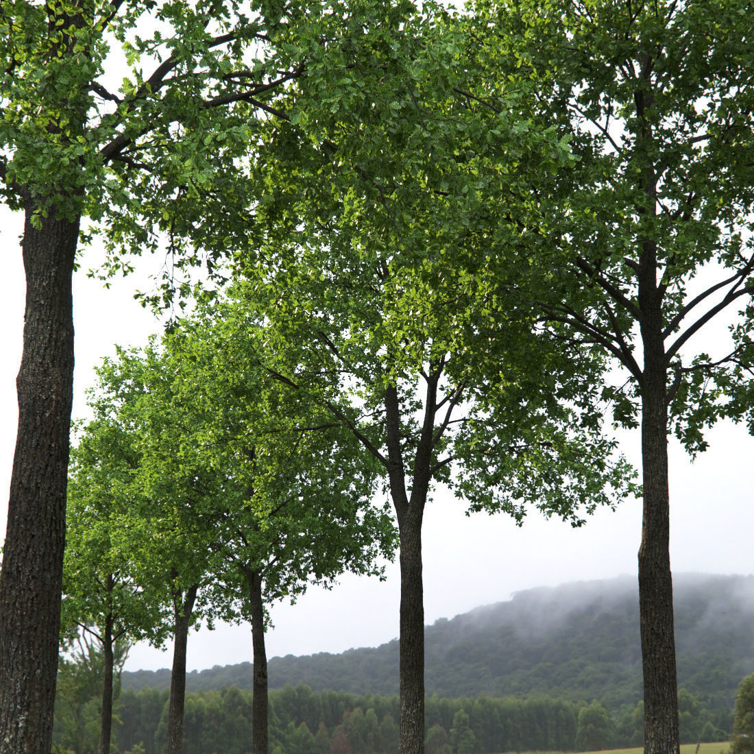 Oak-tree 01 3D model_2