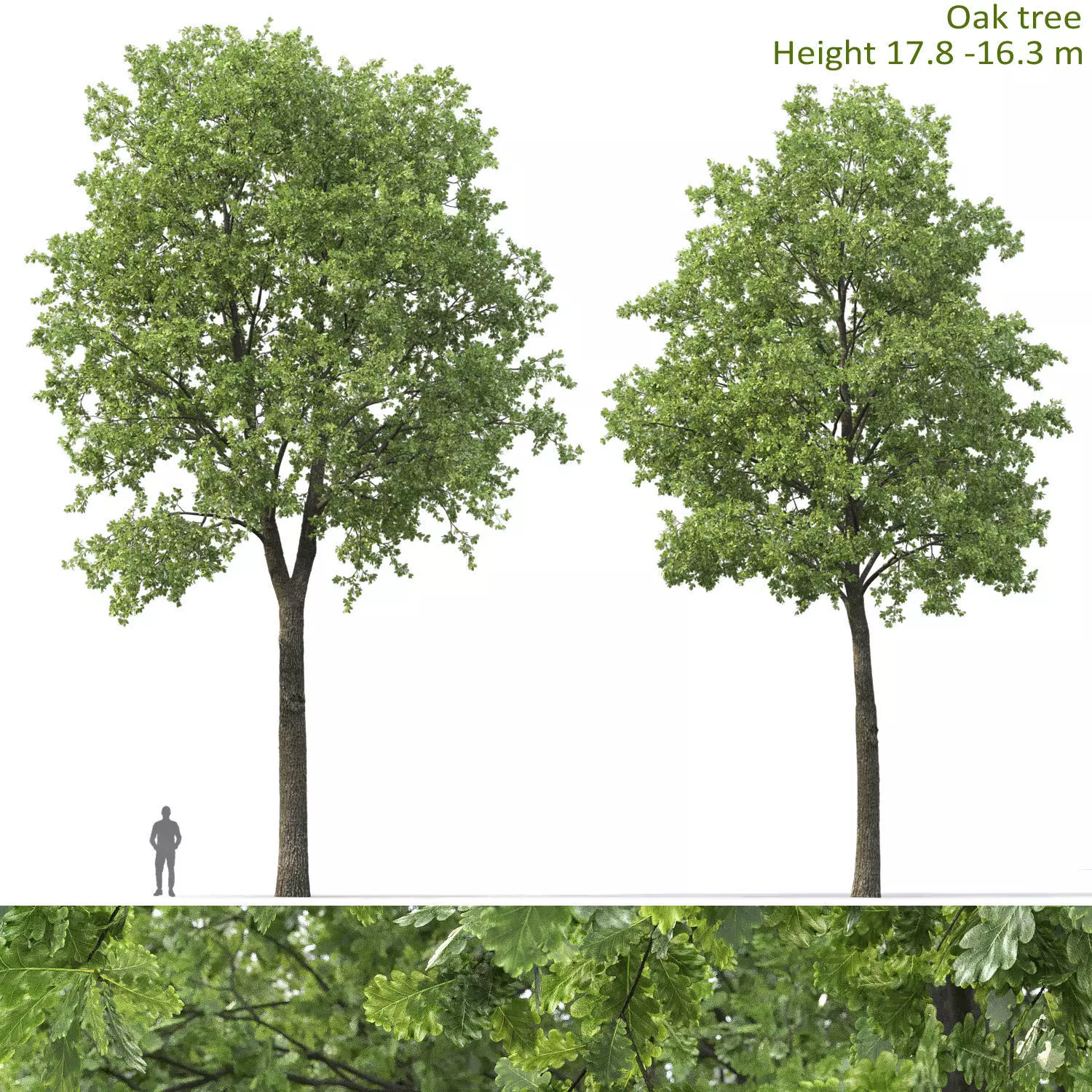 Oak-tree 01 3D model_0
