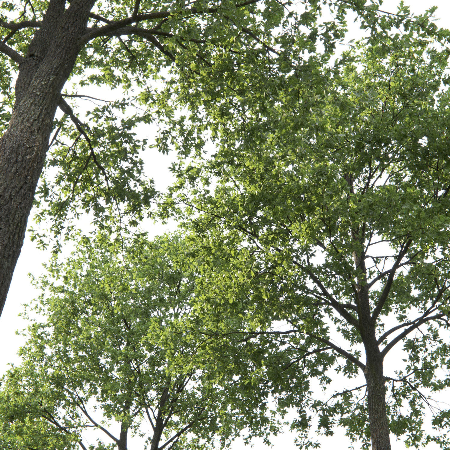 Oak-tree 01 3D model_1