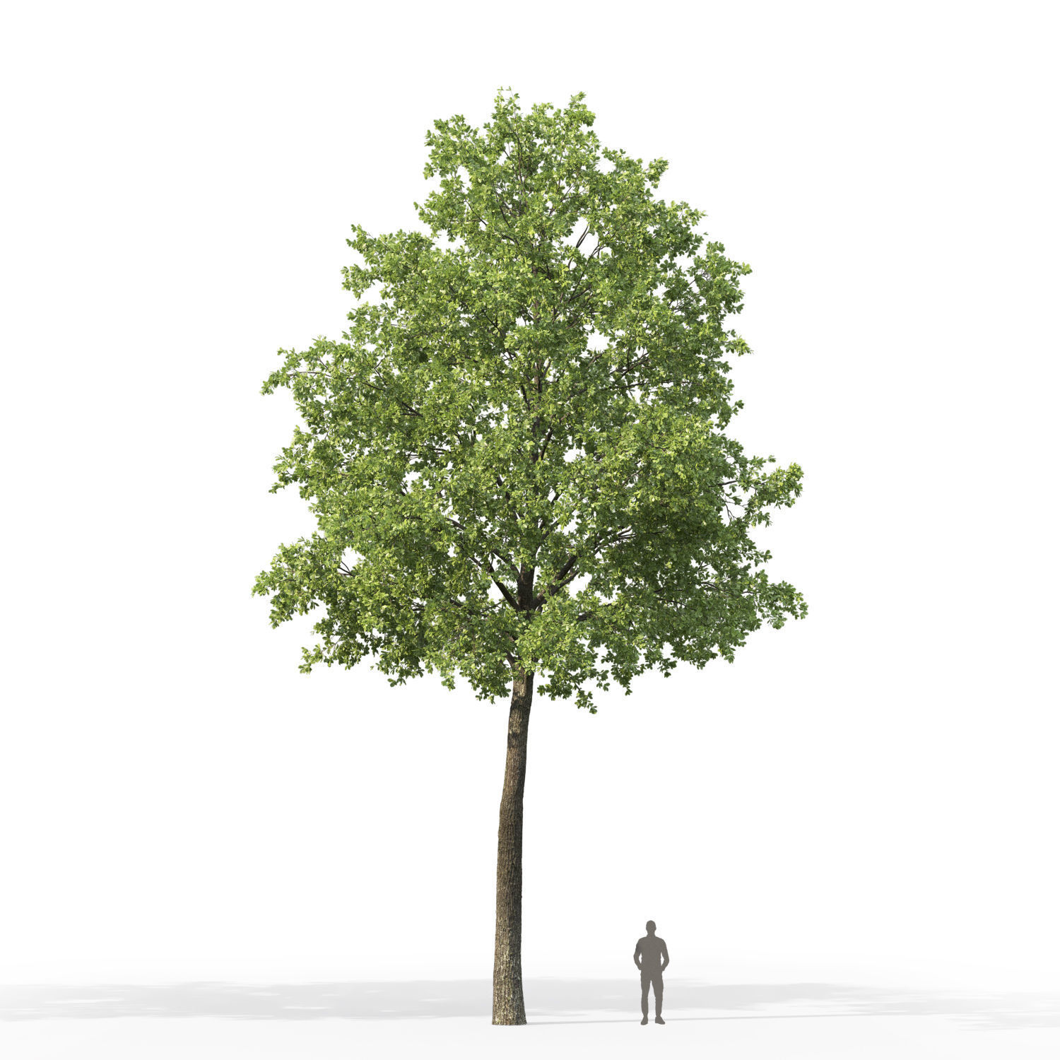 Oak-tree 01 3D model_5