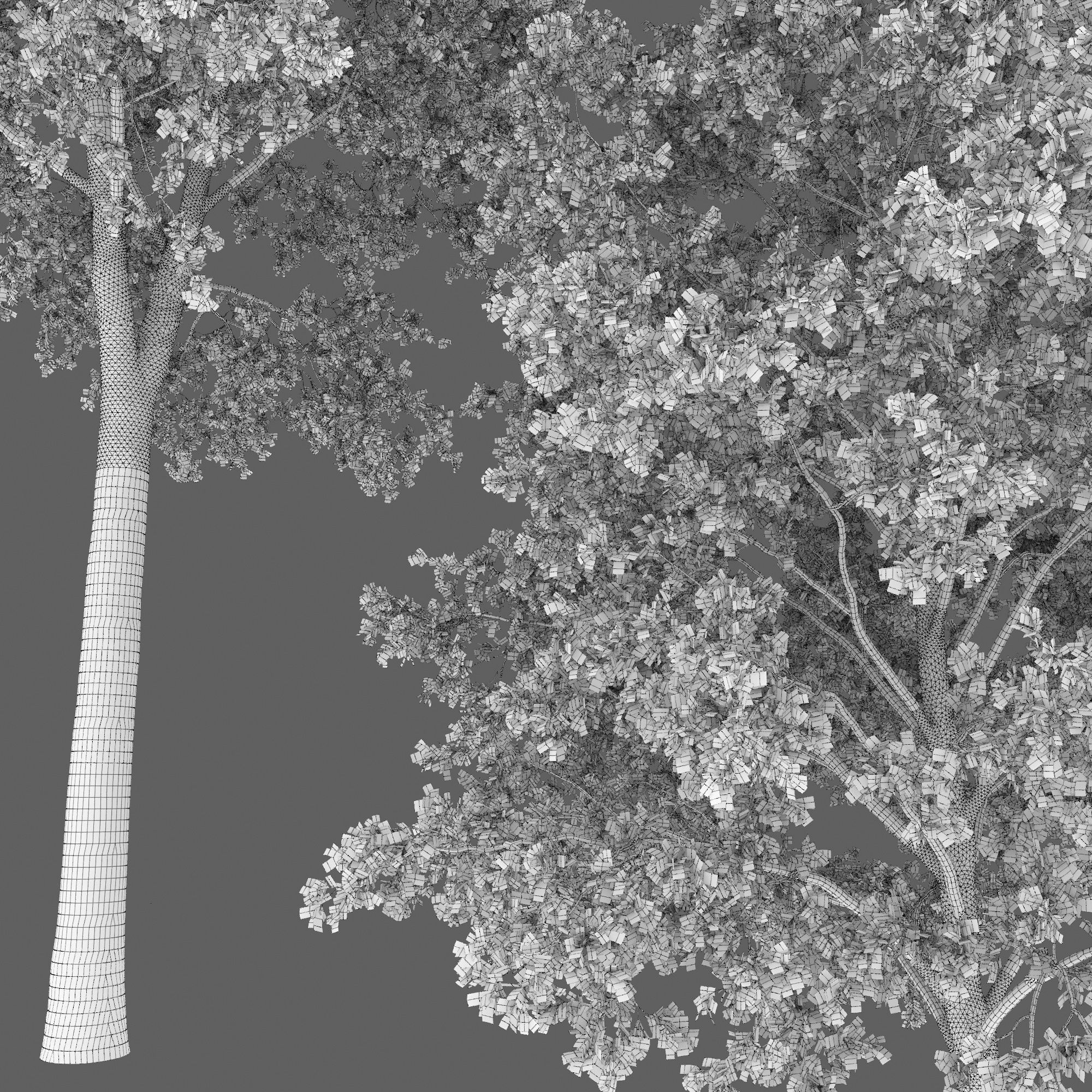 Oak-tree 01 3D model_6