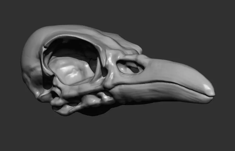 High Poly Raven Skull Sculpt Free 3D model