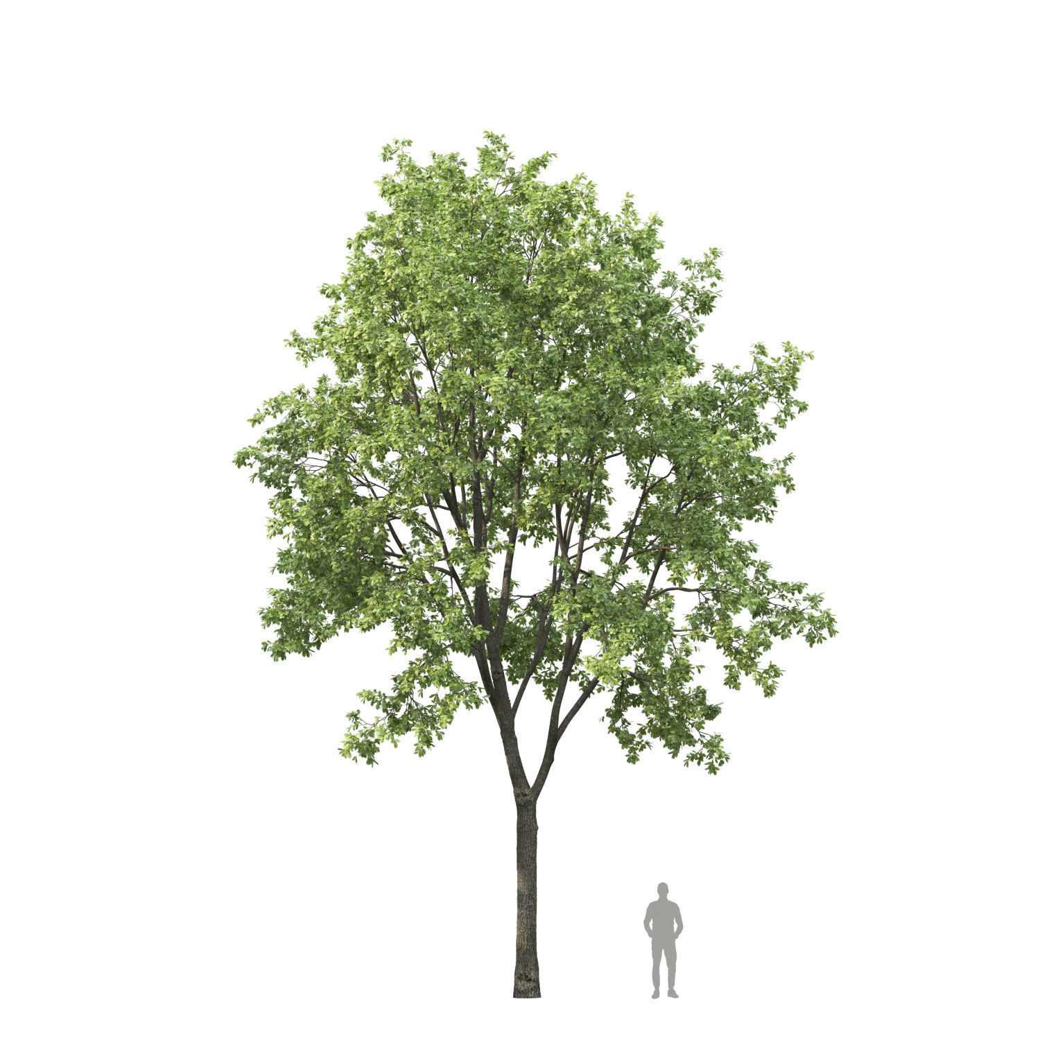Oak-tree 03 3D model_4