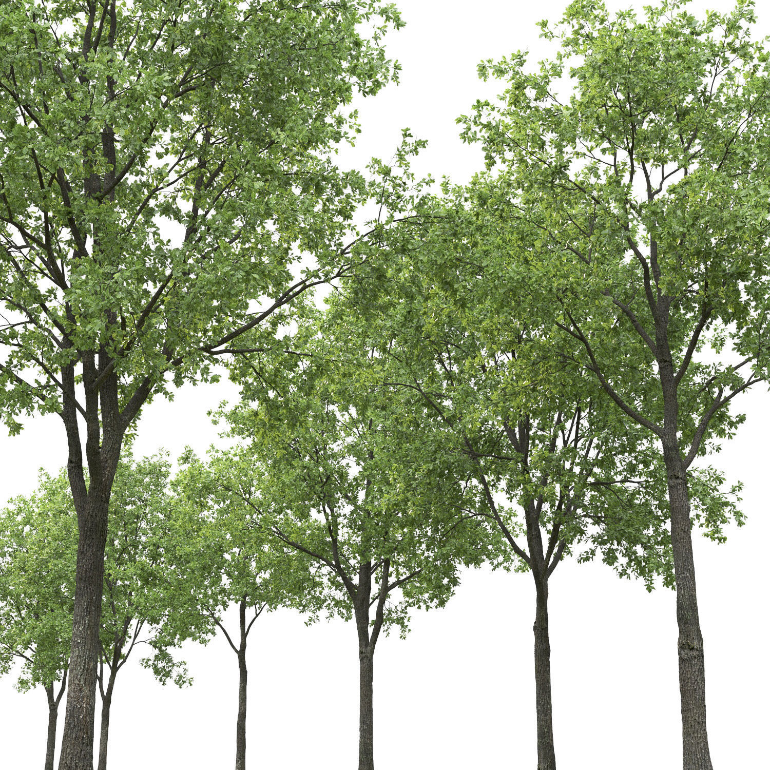 Oak-tree 03 3D model_1
