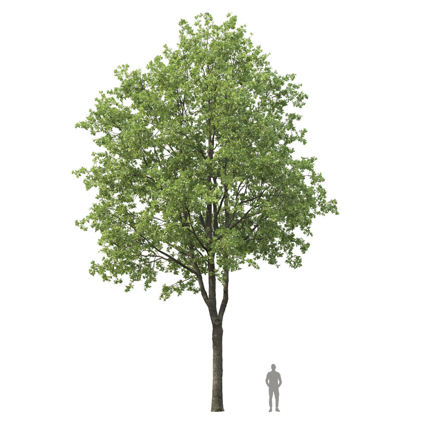 Oak-tree 03 3D model_3