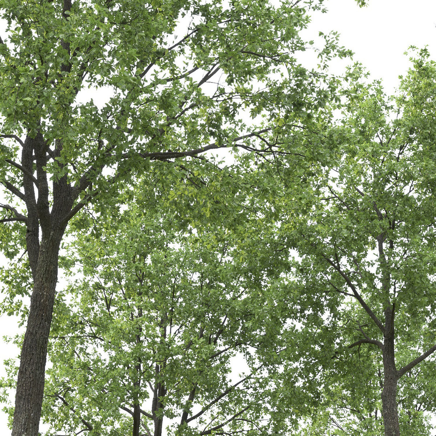 Oak-tree 03 3D model_2