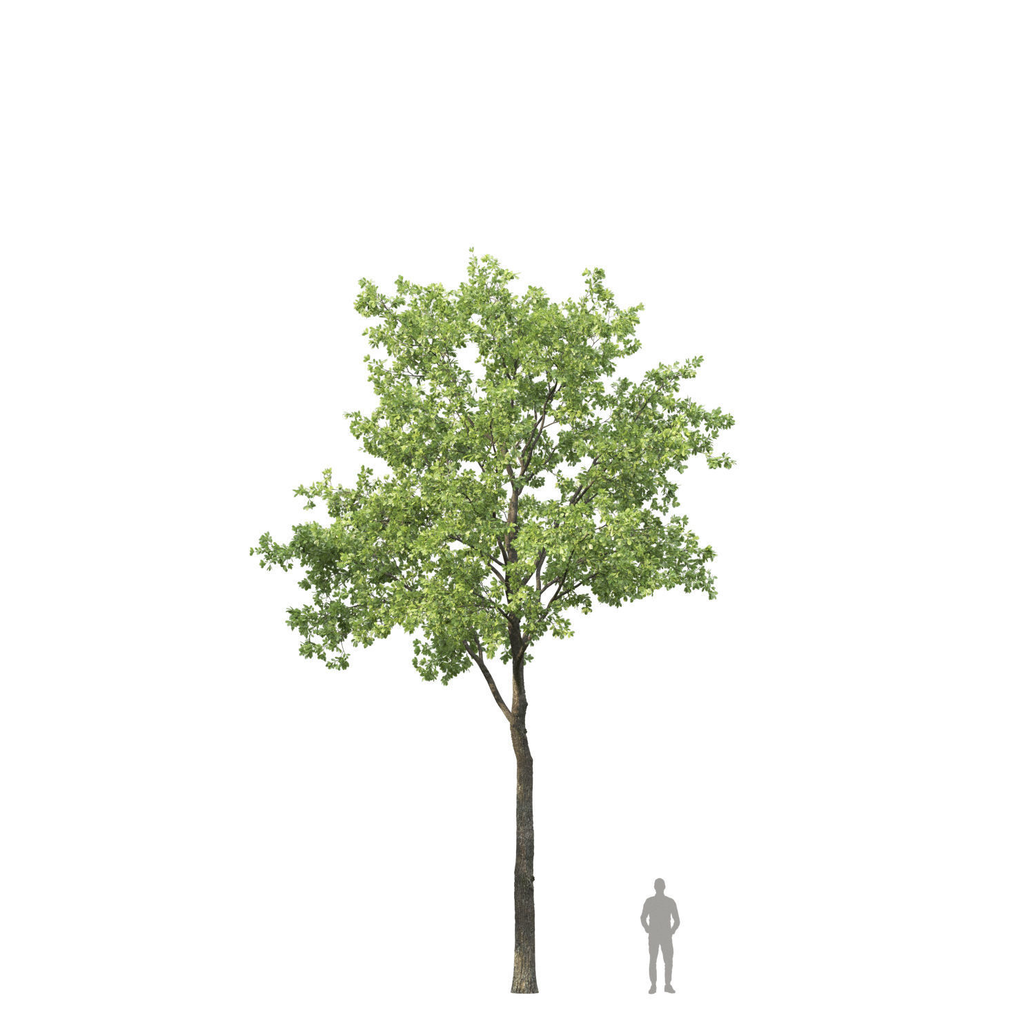 Oak-tree 03 3D model_5