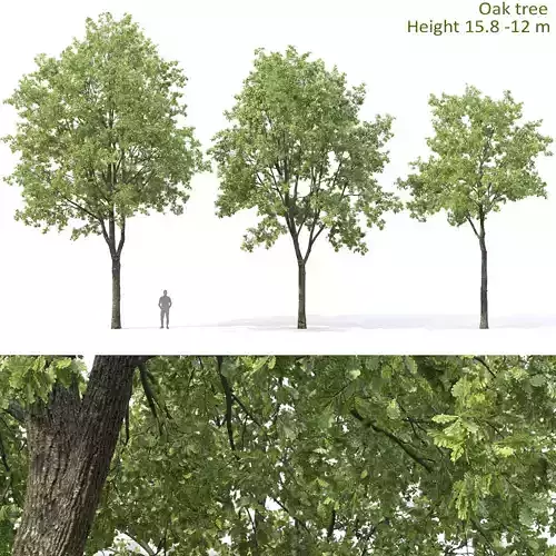 Oak-tree 03 3D model