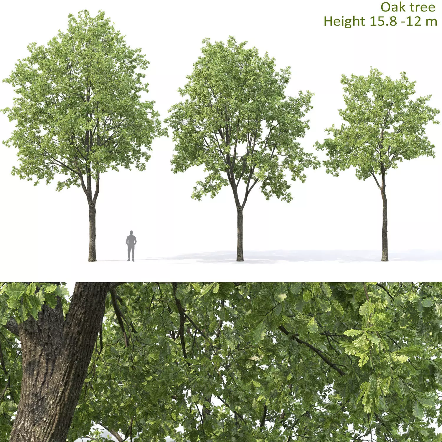 Oak-tree 03 3D model_0