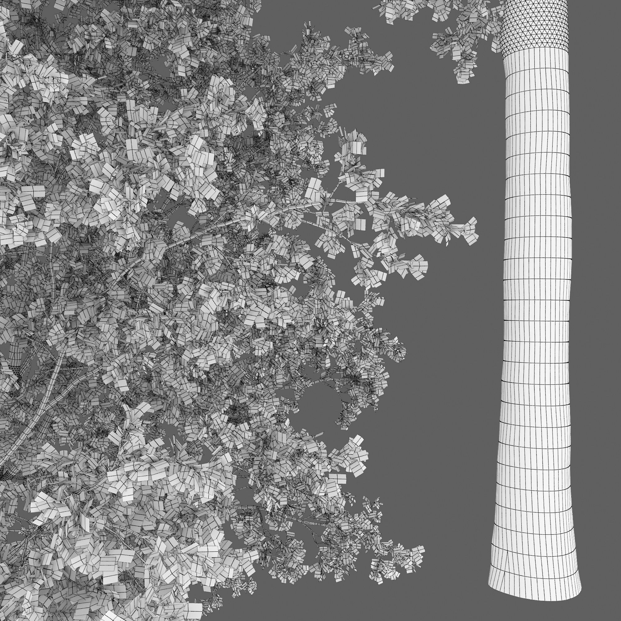 Oak-tree 03 3D model_6