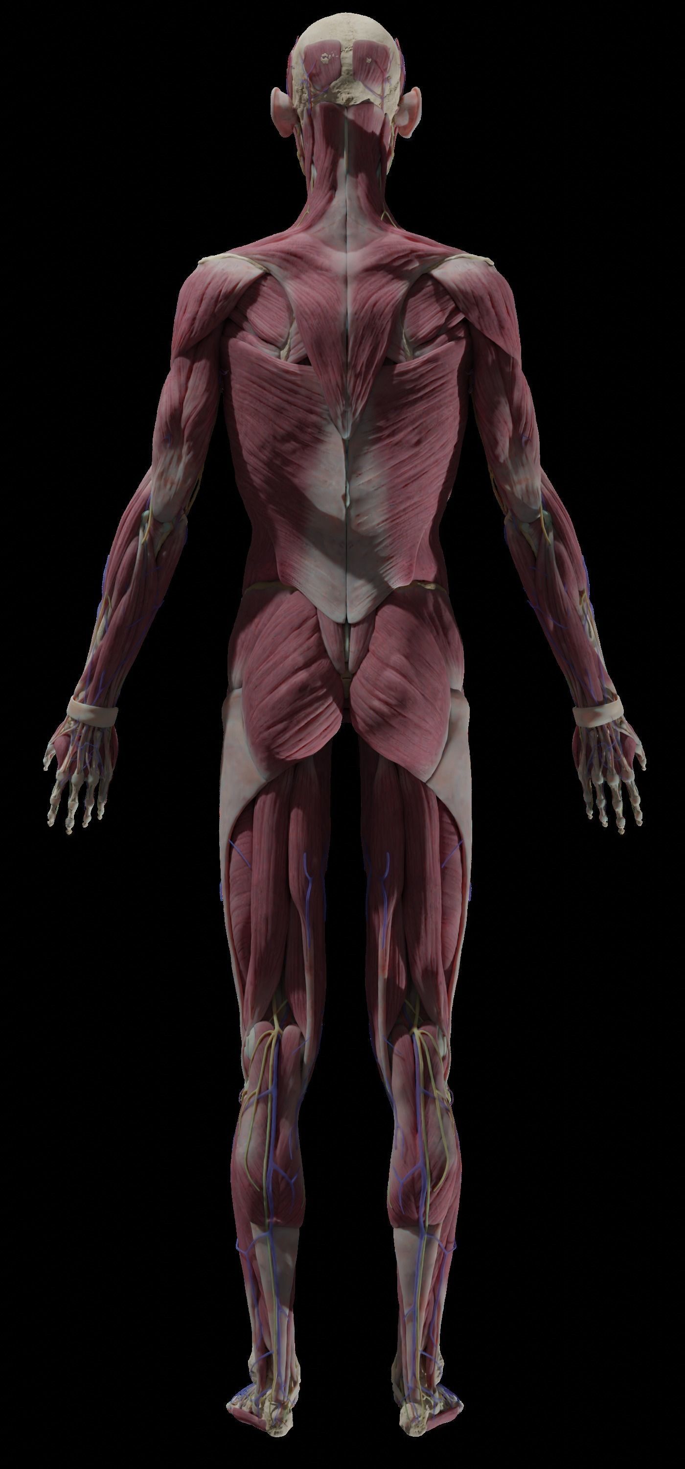 HD Male Female Complete Anatomy Collection 3D Models _9