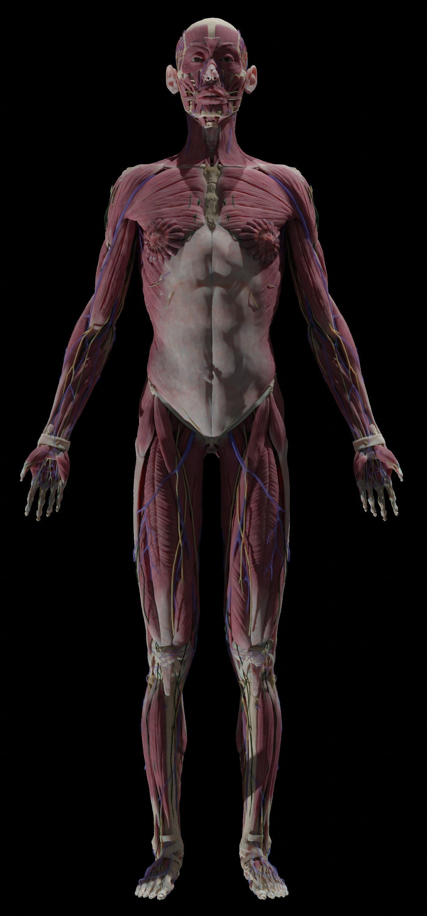 HD Male Female Complete Anatomy Collection 3D Models _10