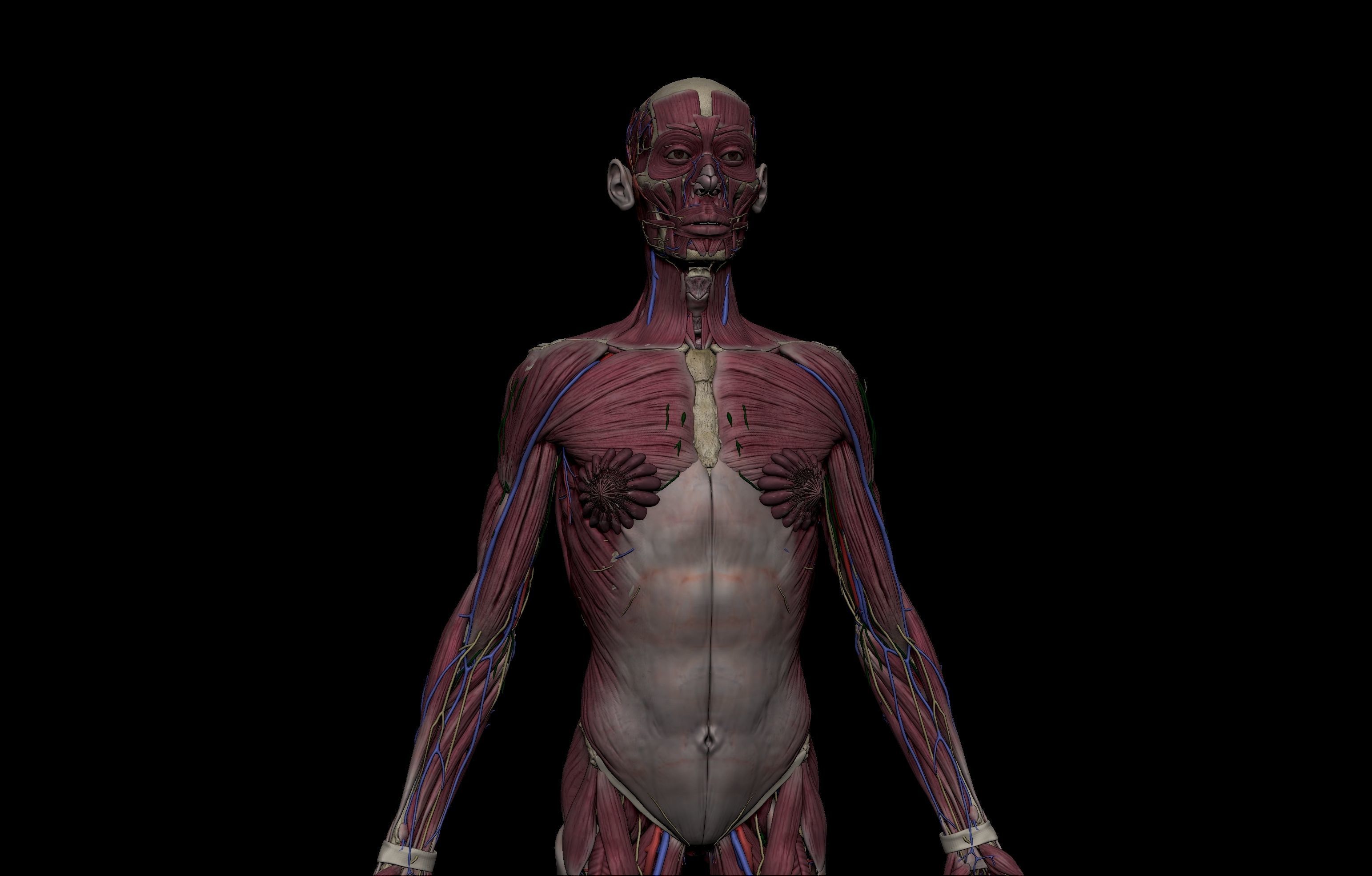 HD Male Female Complete Anatomy Collection 3D Models _31