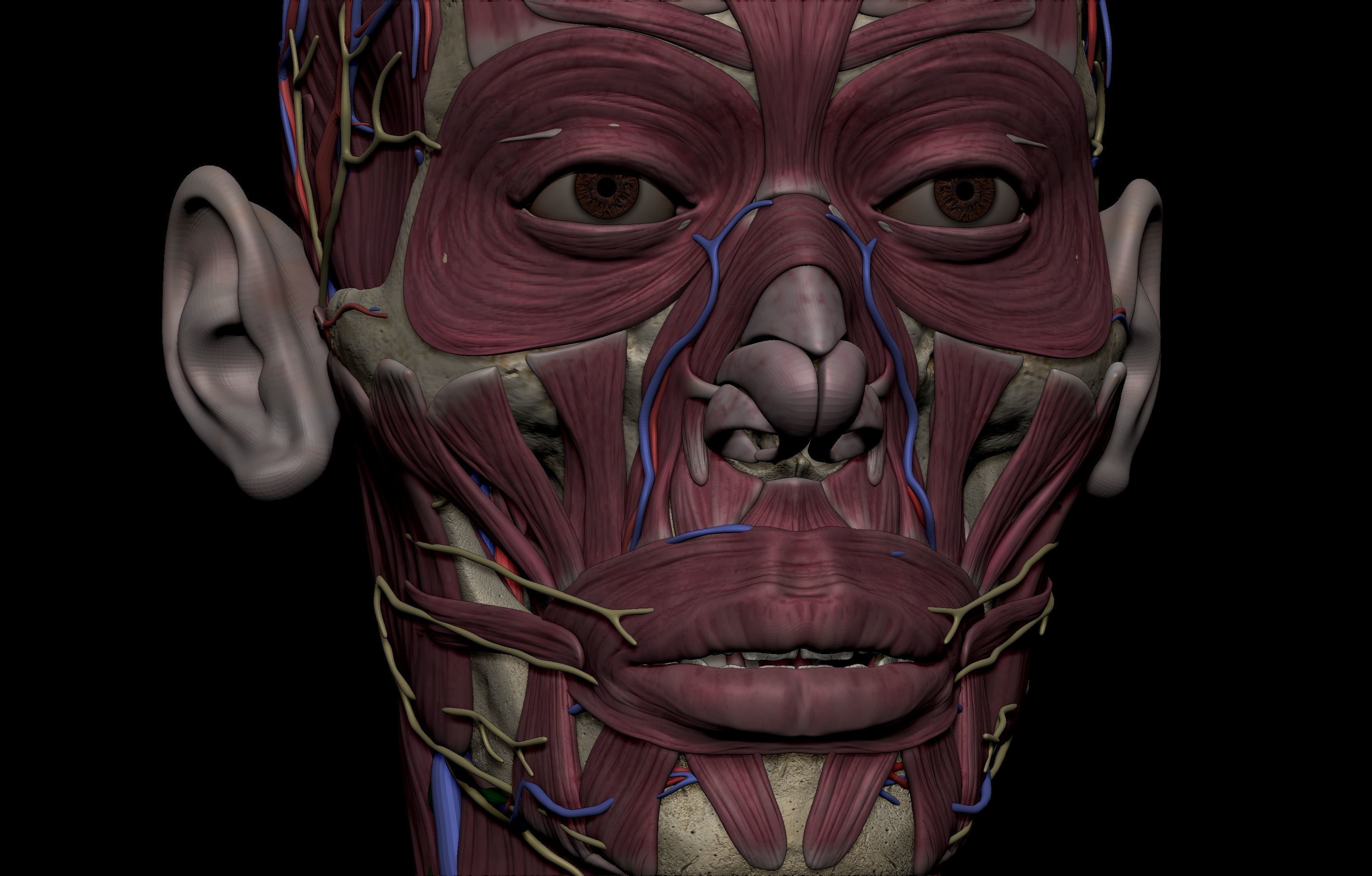 HD Male Female Complete Anatomy Collection 3D Models _39