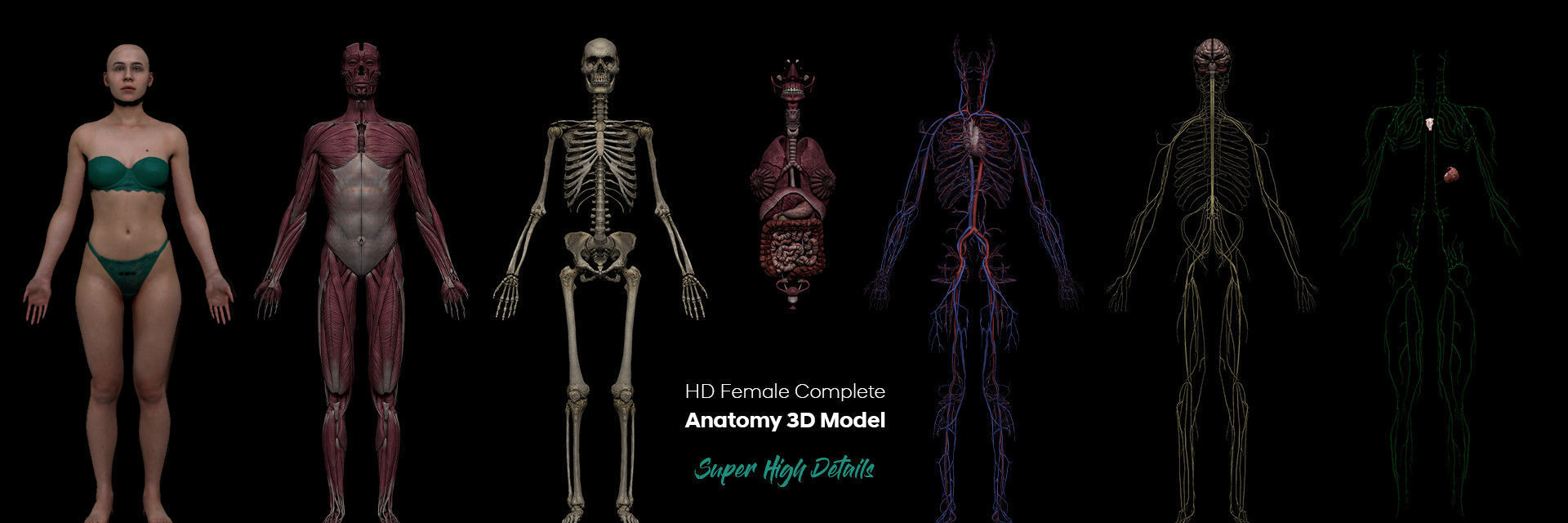 HD Male Female Complete Anatomy Collection 3D Models _3