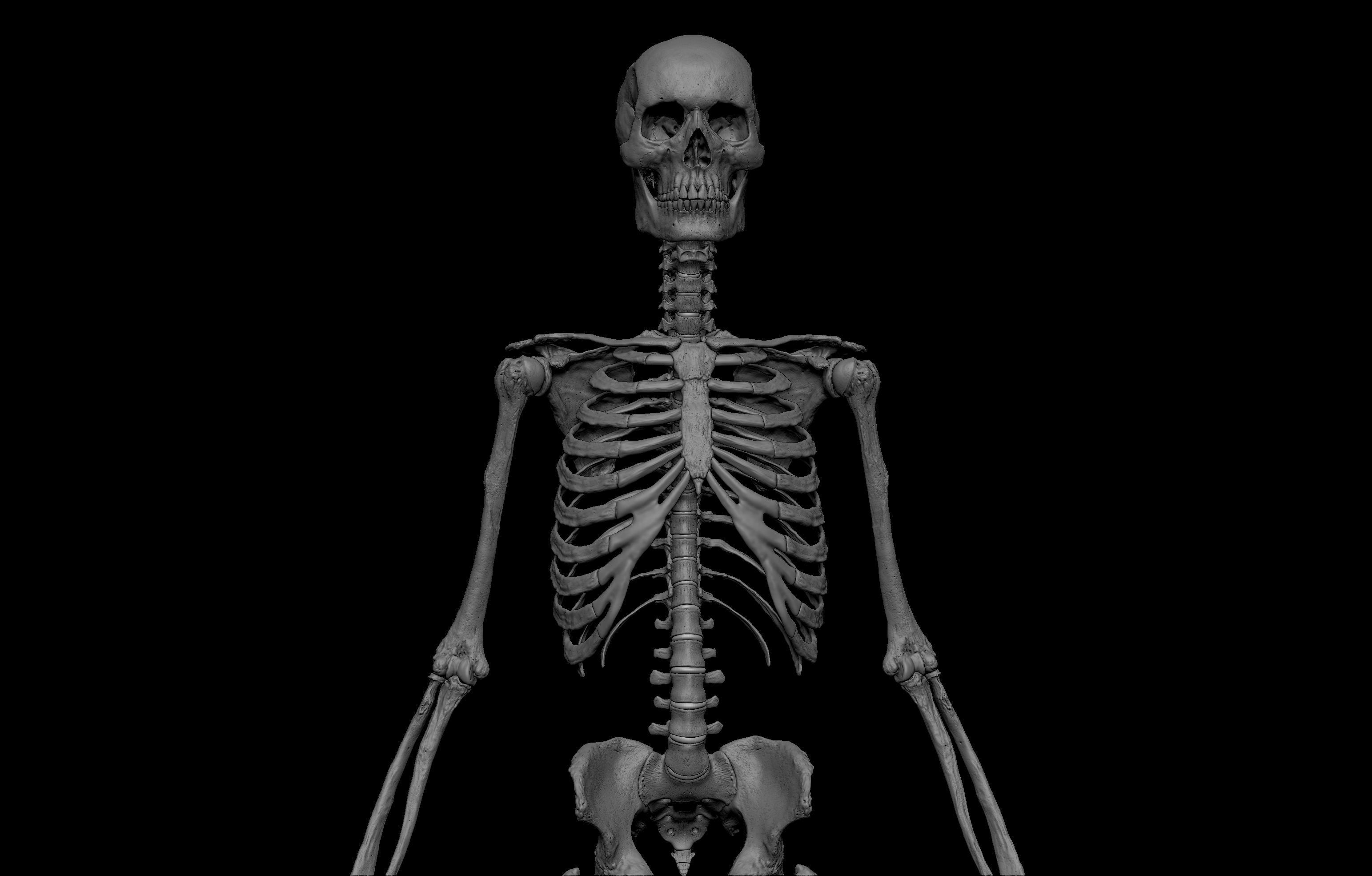 HD Male Female Complete Anatomy Collection 3D Models _14