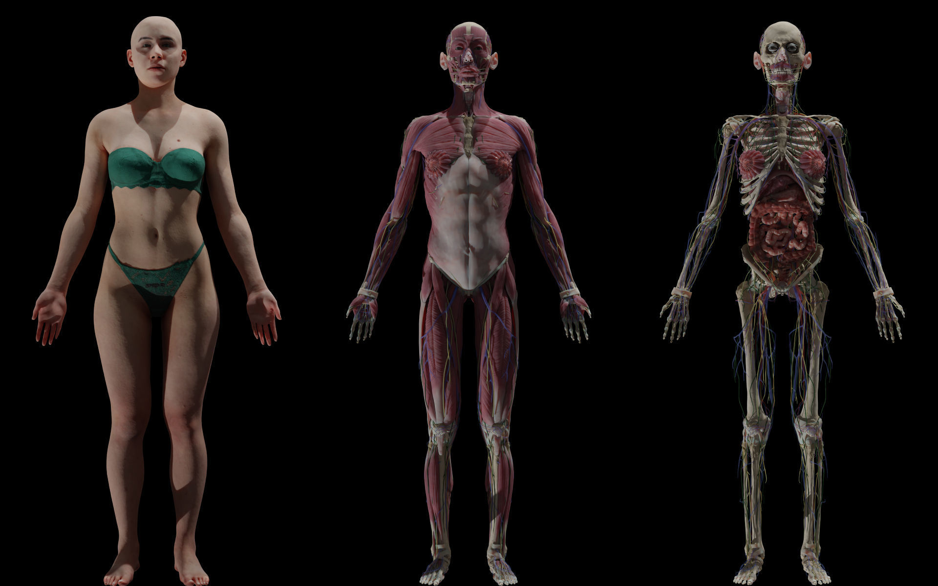 HD Male Female Complete Anatomy Collection 3D Models _6