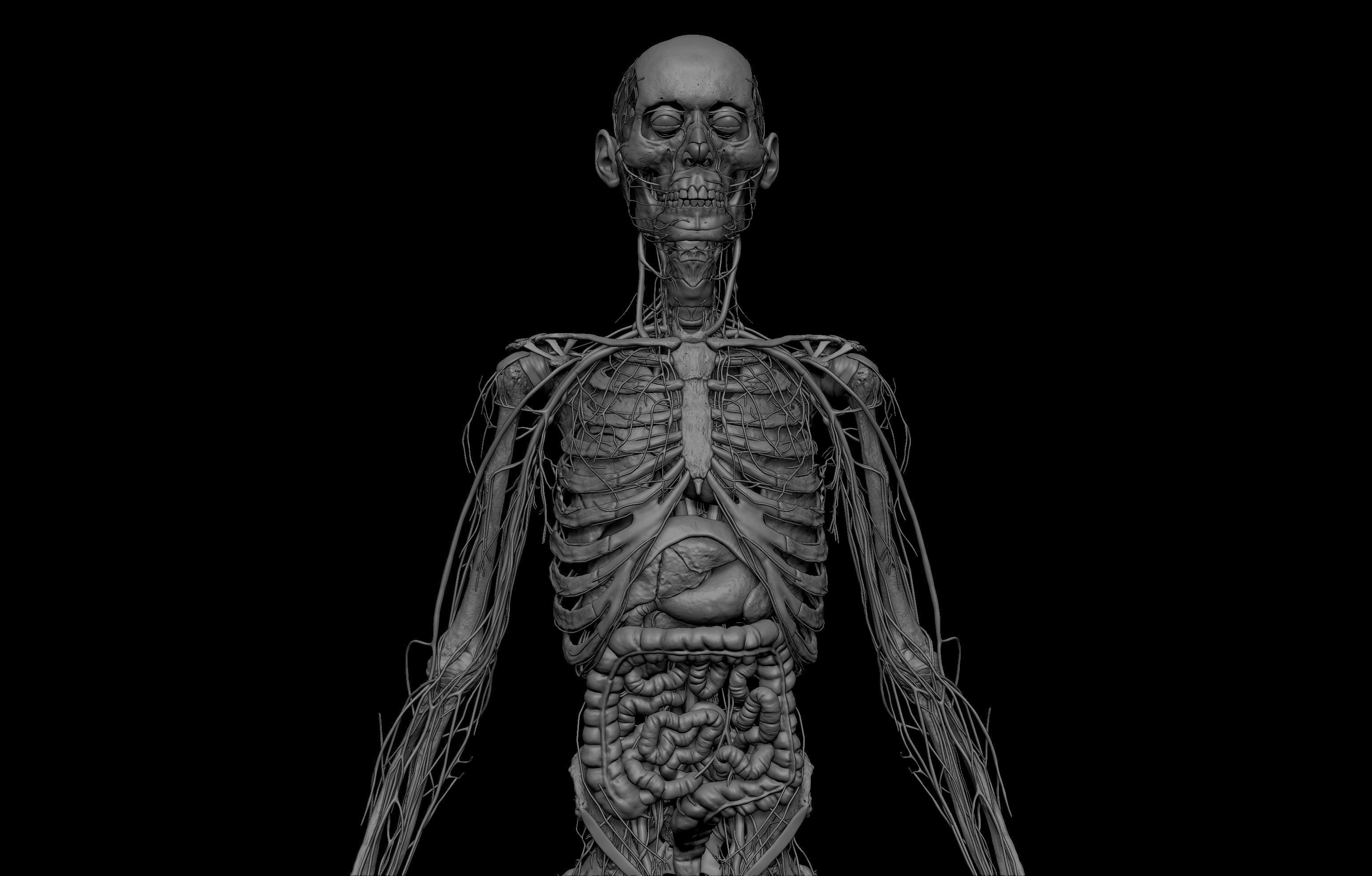 HD Male Female Complete Anatomy Collection 3D Models _18