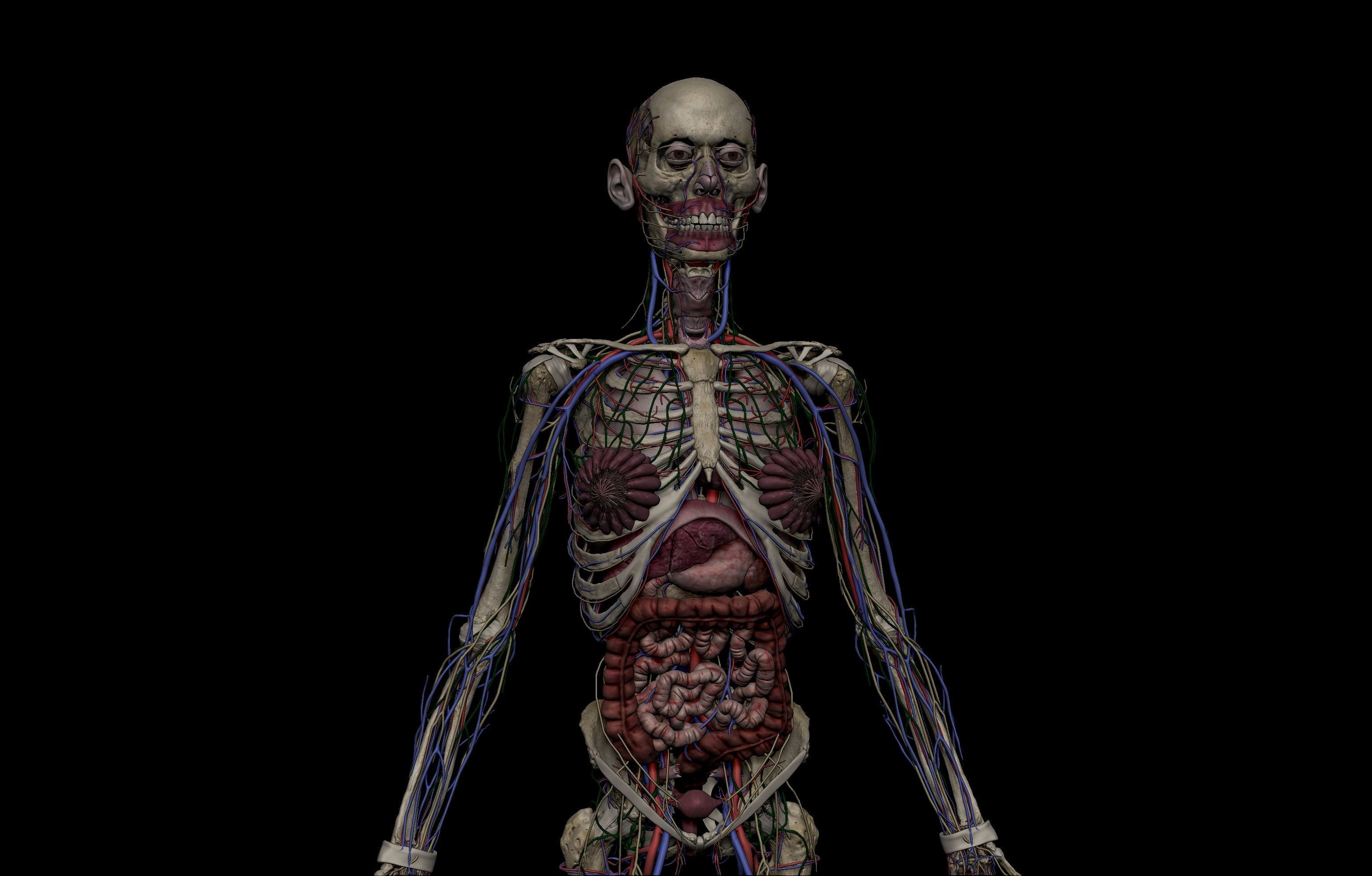 HD Male Female Complete Anatomy Collection 3D Models _33