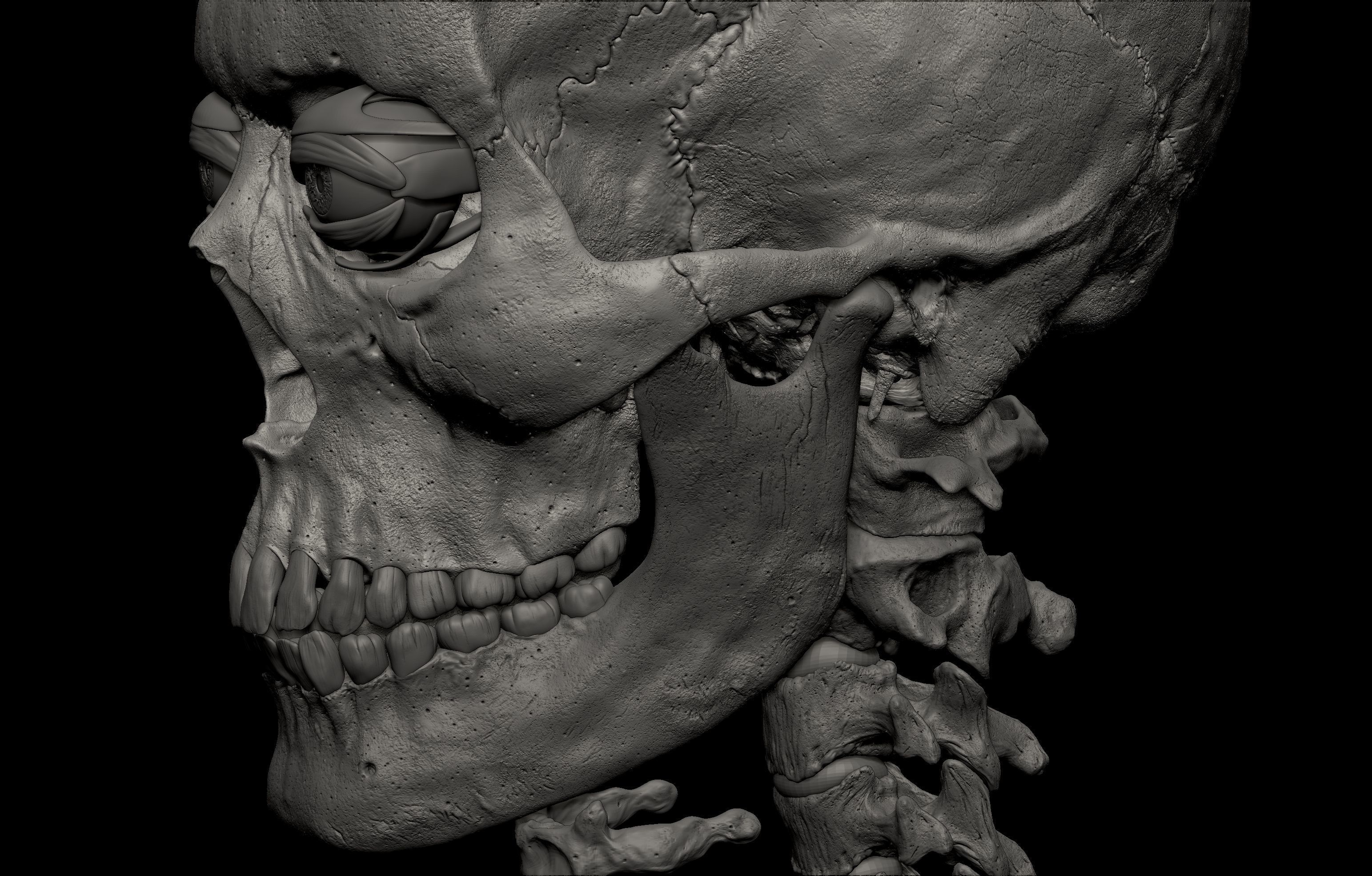 HD Male Female Complete Anatomy Collection 3D Models _42