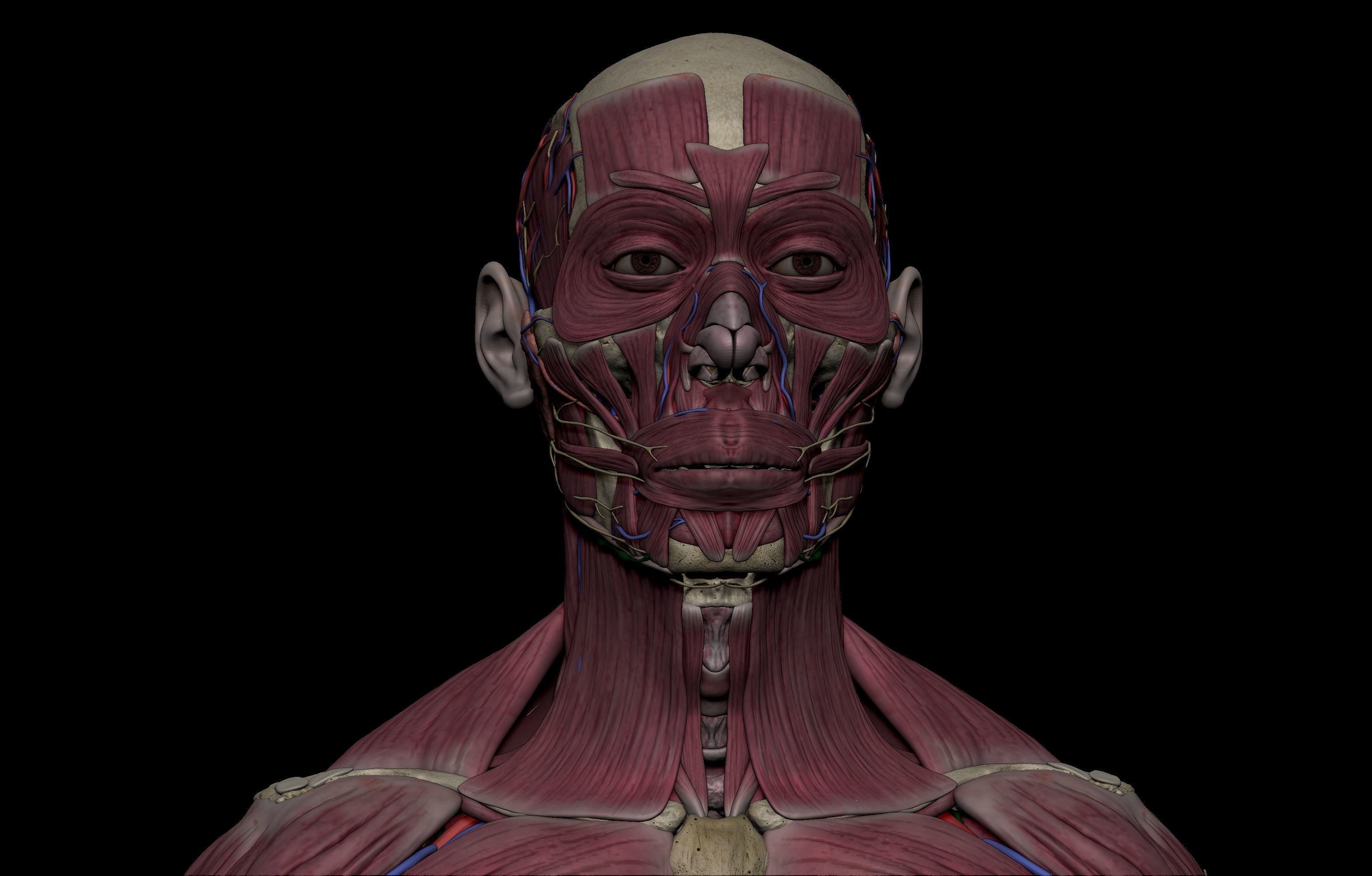 HD Male Female Complete Anatomy Collection 3D Models _24