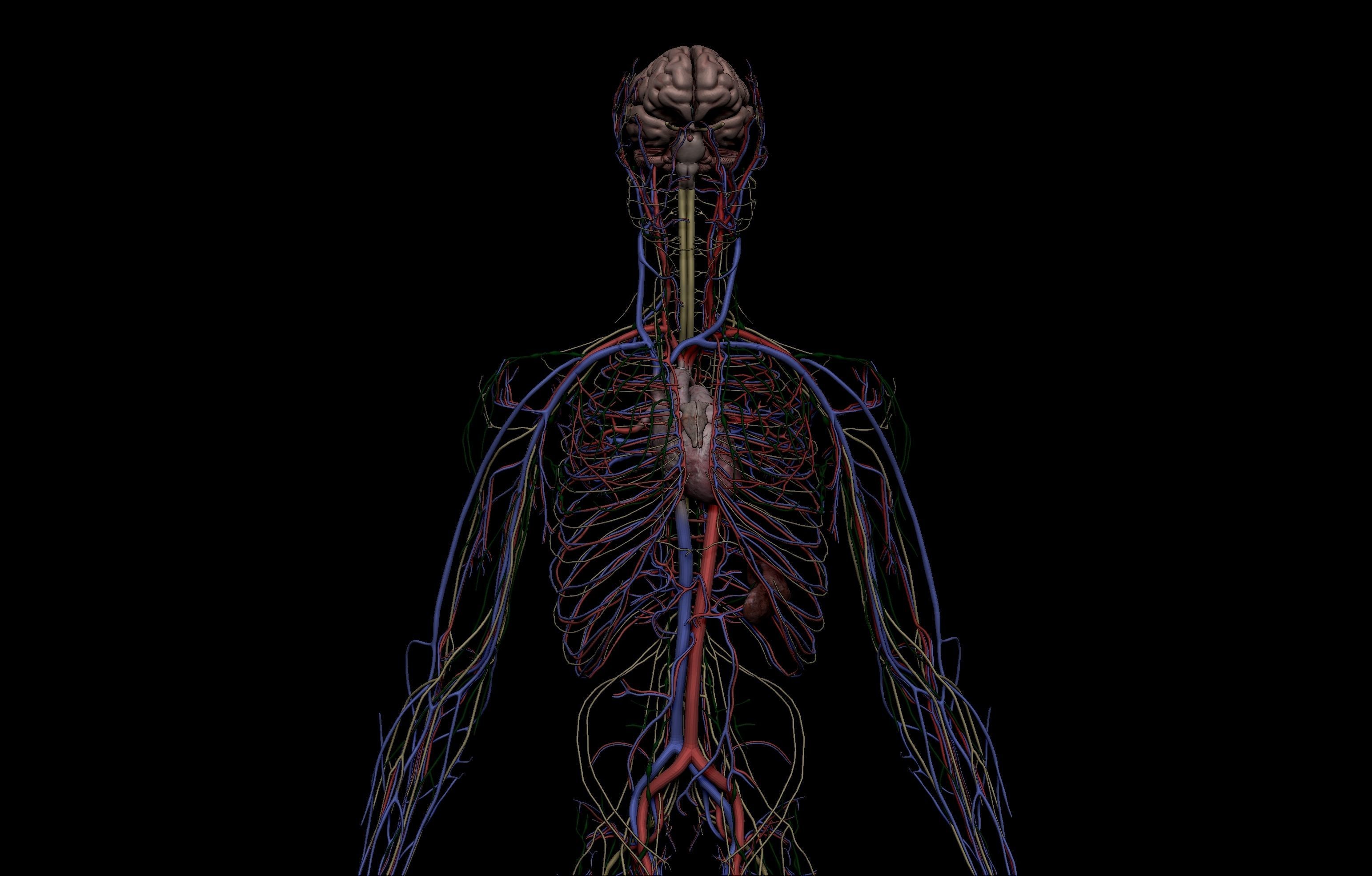 HD Male Female Complete Anatomy Collection 3D Models _26