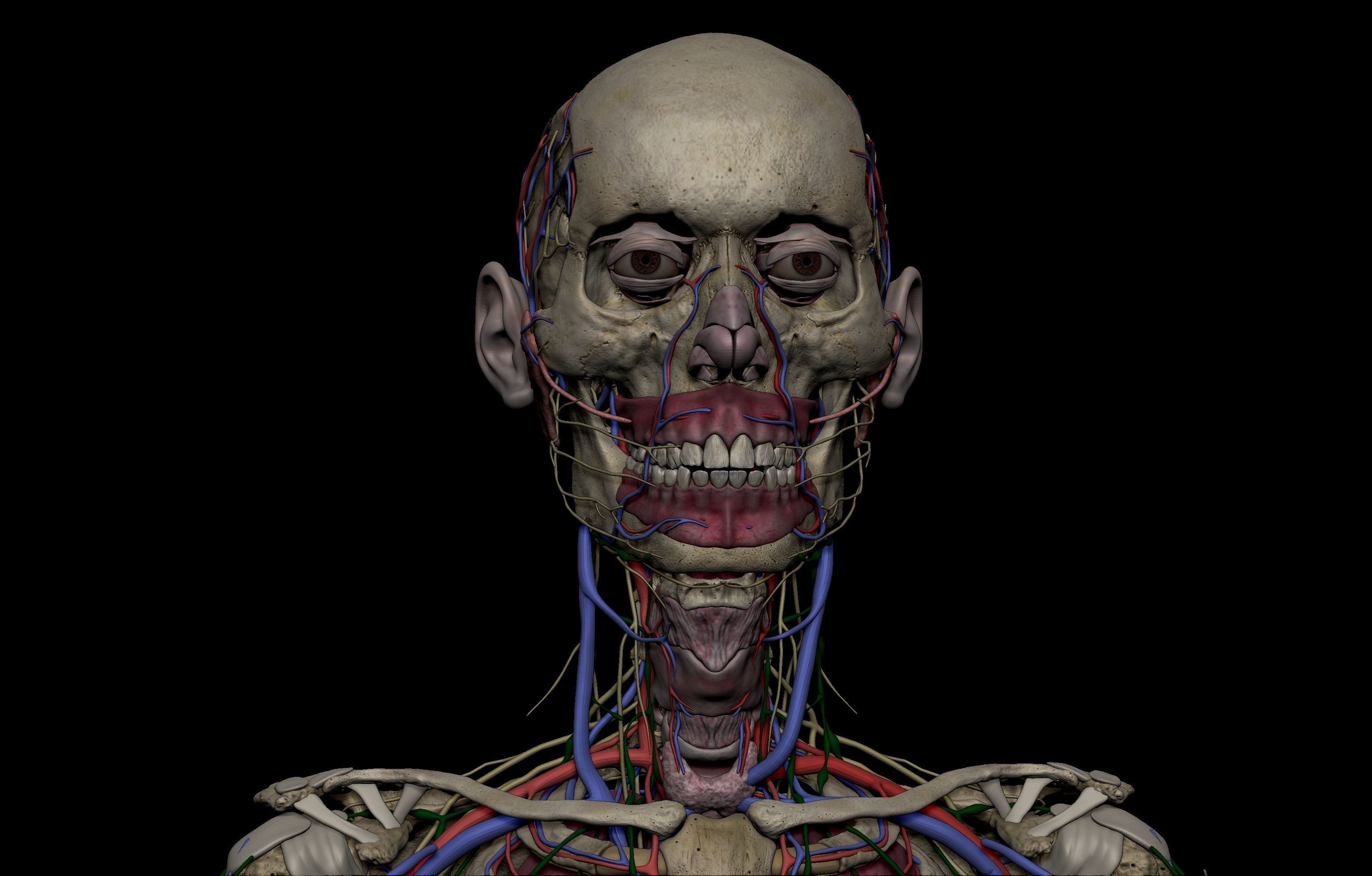 HD Male Female Complete Anatomy Collection 3D Models _25