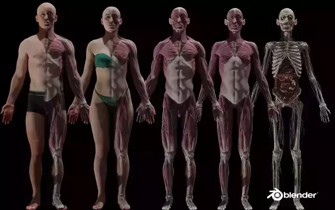 HD Male Female Complete Anatomy Collection 3D Models 