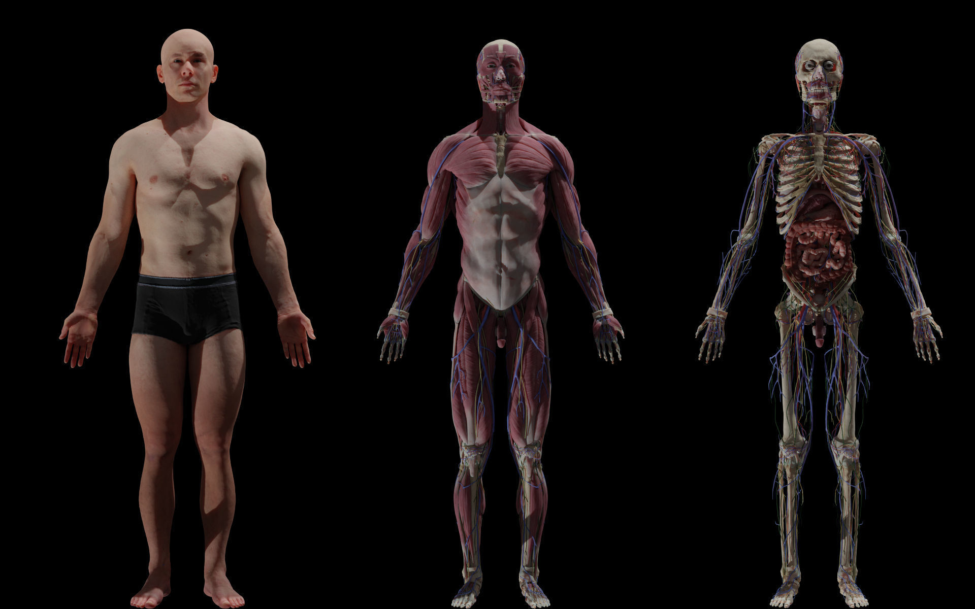 HD Male Female Complete Anatomy Collection 3D Models _5