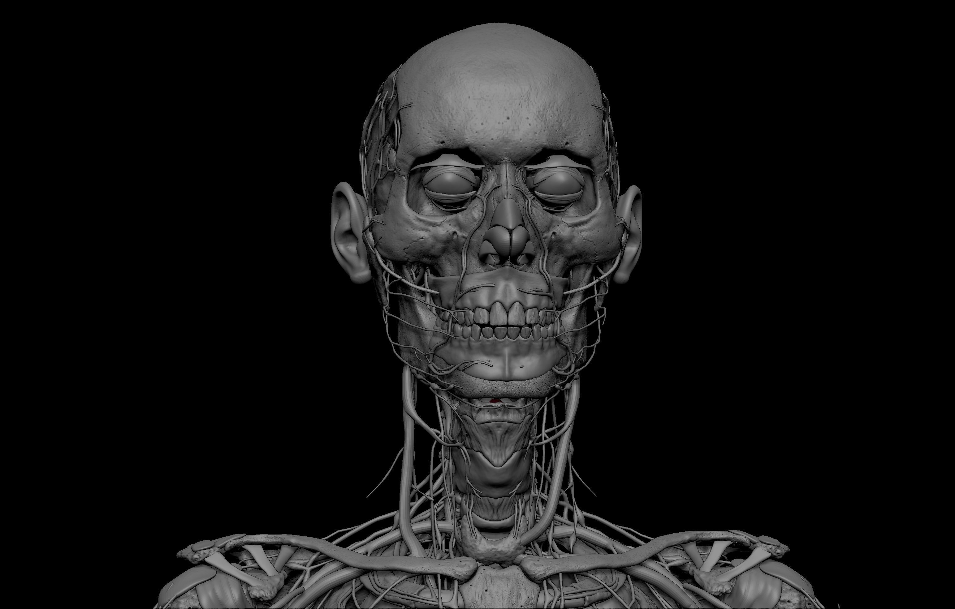 HD Male Female Complete Anatomy Collection 3D Models _20