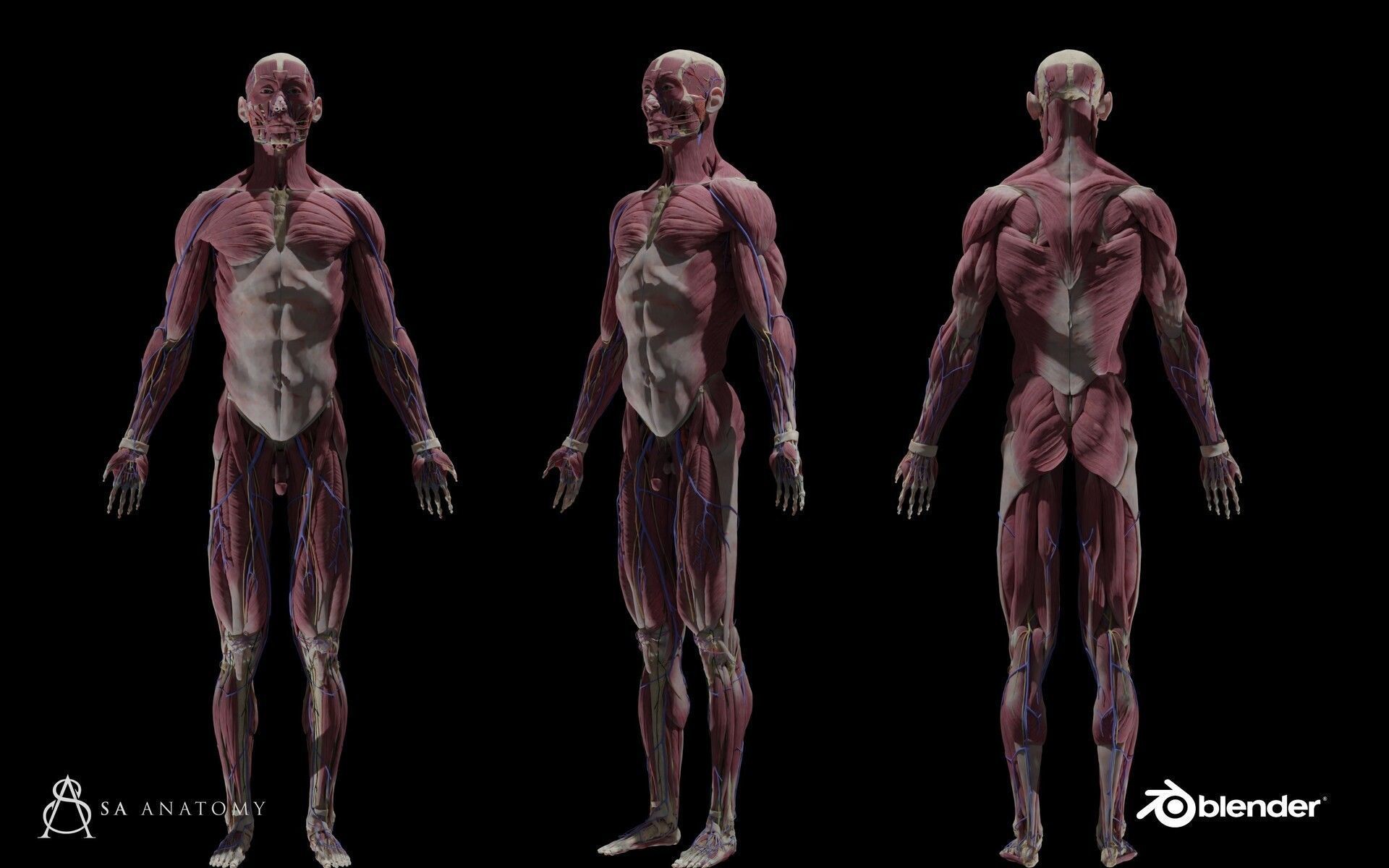 HD Male Female Complete Anatomy Collection 3D Models _8