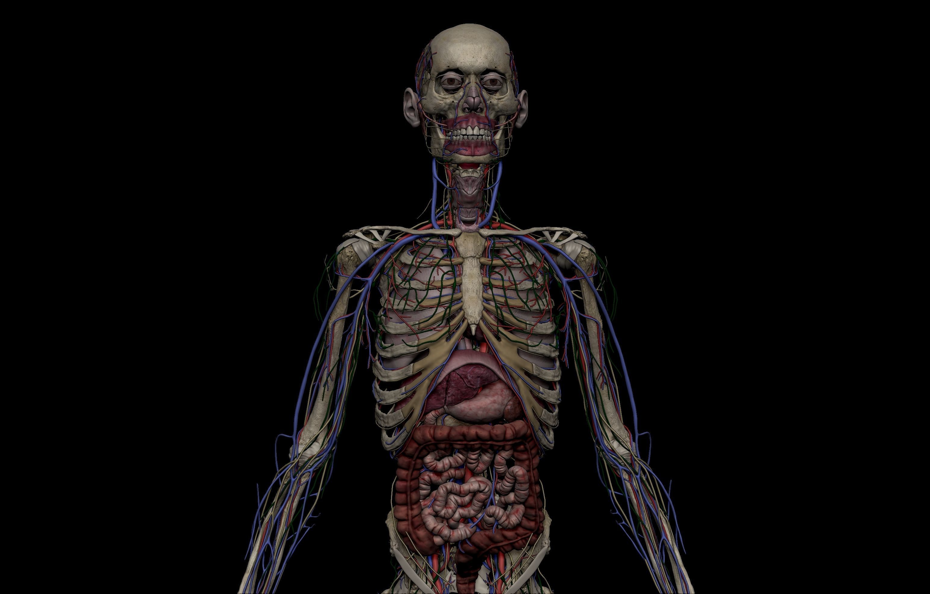 HD Male Female Complete Anatomy Collection 3D Models _23