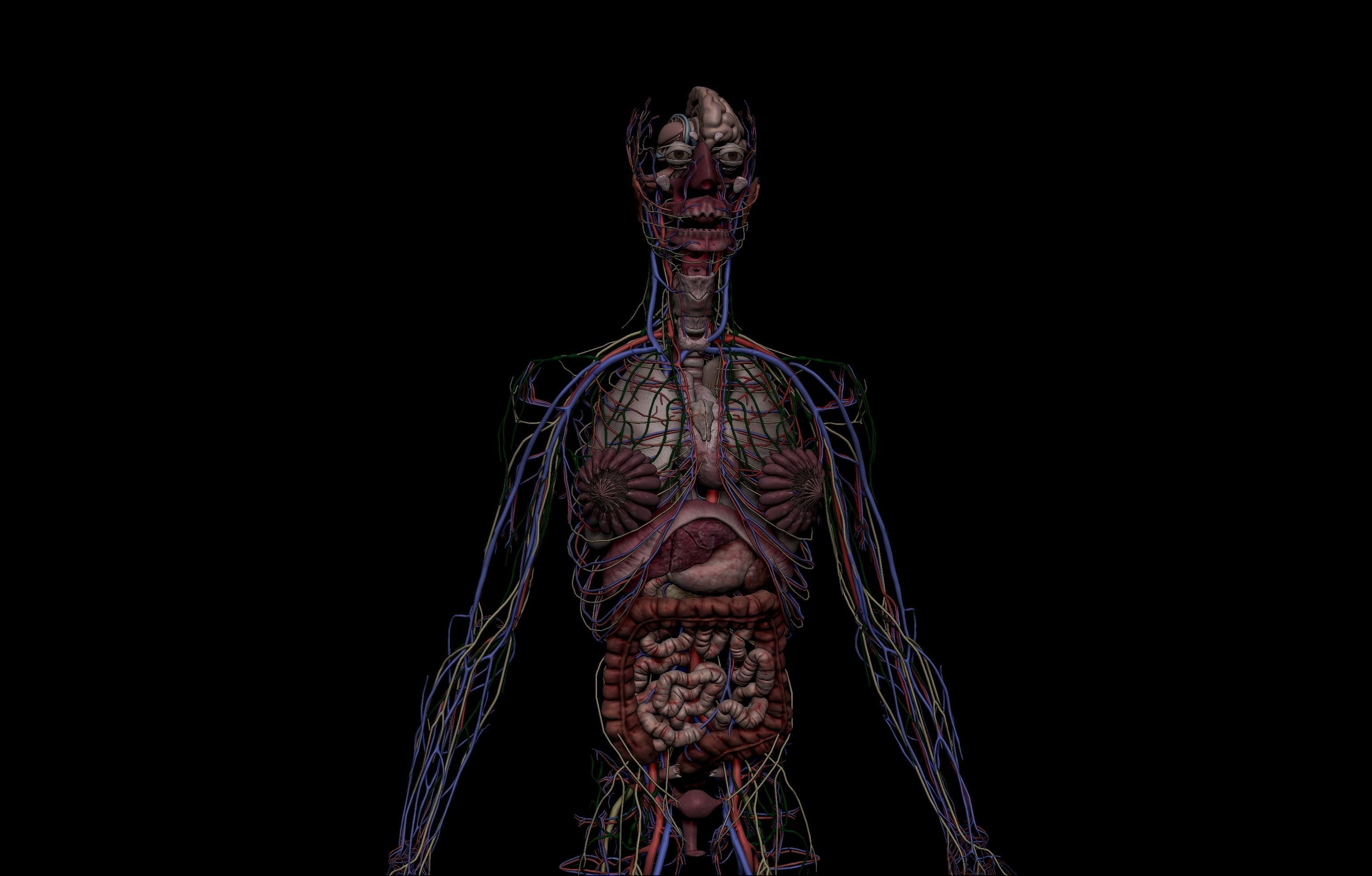 HD Male Female Complete Anatomy Collection 3D Models _34