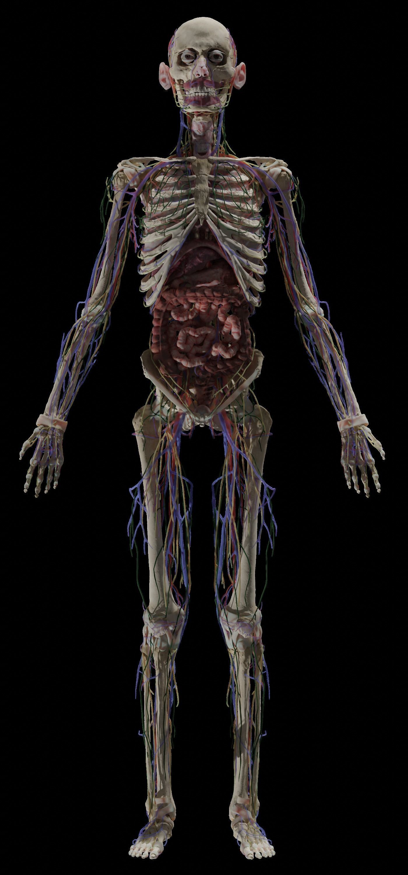 HD Male Female Complete Anatomy Collection 3D Models _13