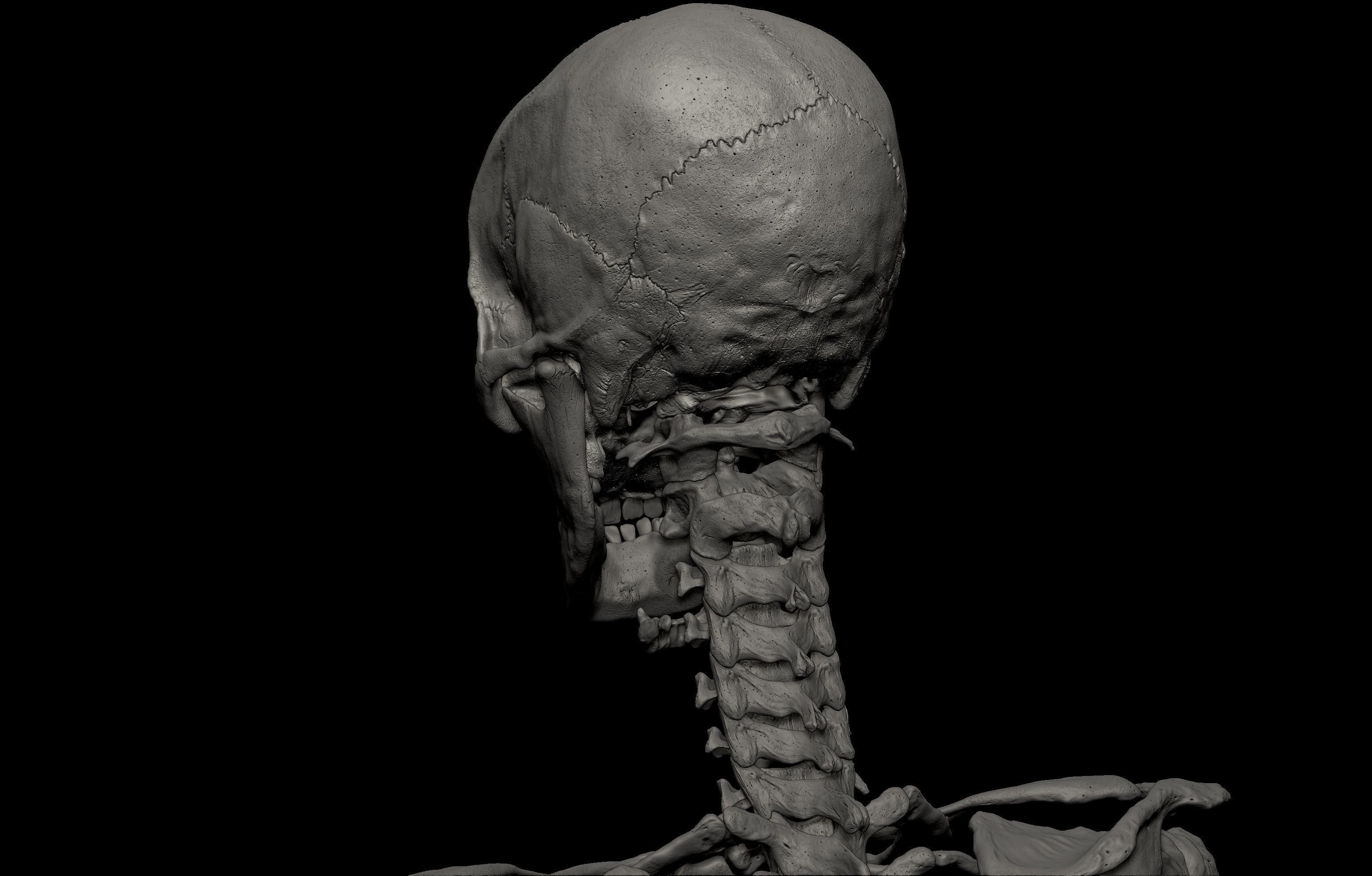 HD Male Female Complete Anatomy Collection 3D Models _37