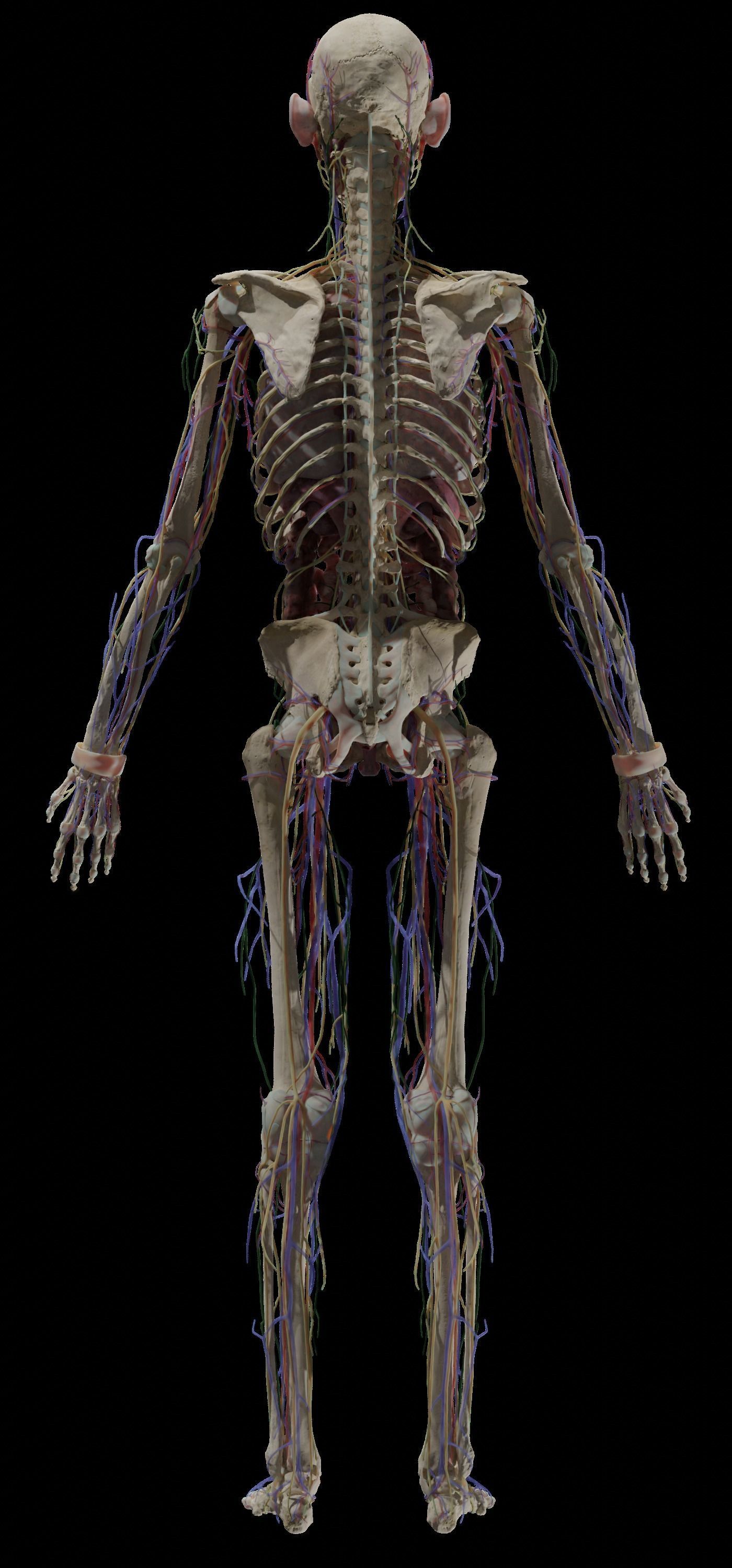 HD Male Female Complete Anatomy Collection 3D Models _12