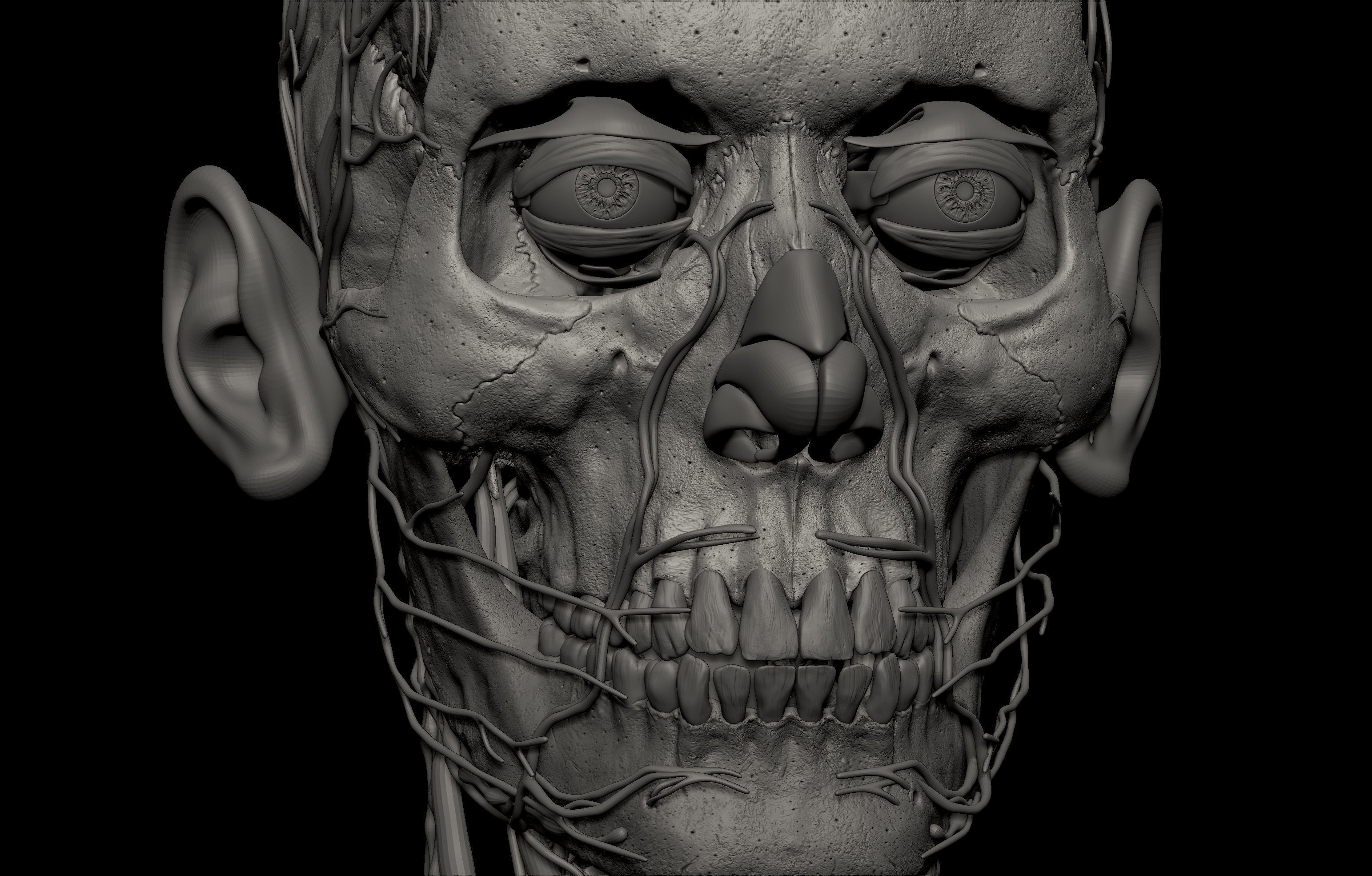 HD Male Female Complete Anatomy Collection 3D Models _41