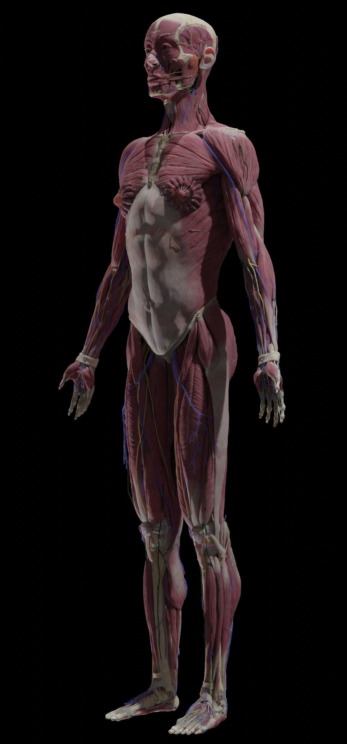 HD Male Female Complete Anatomy Collection 3D Models _11