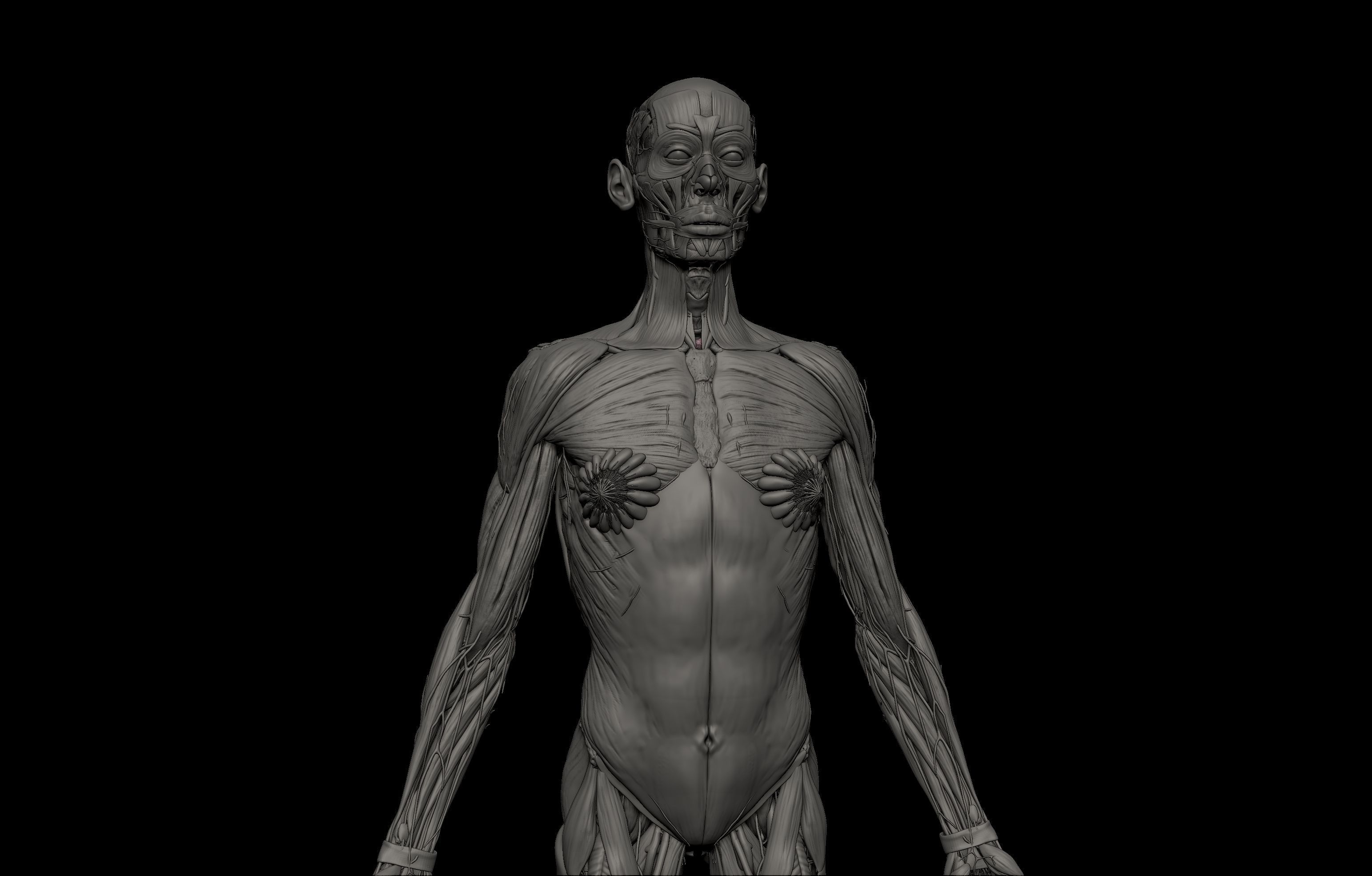 HD Male Female Complete Anatomy Collection 3D Models _32