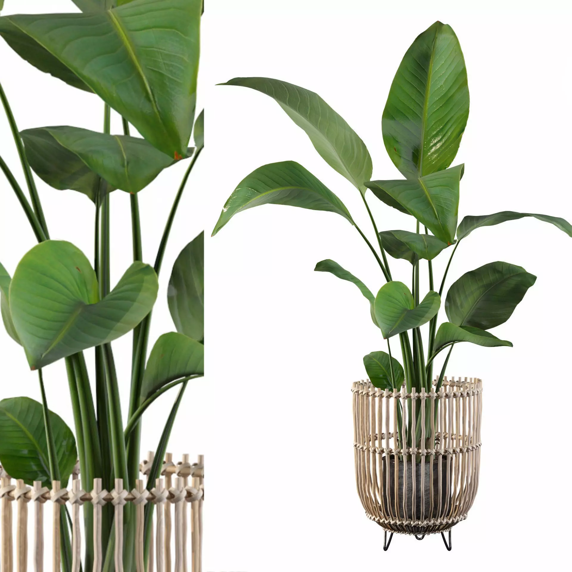 Strelitzia in rattan pot 3D model