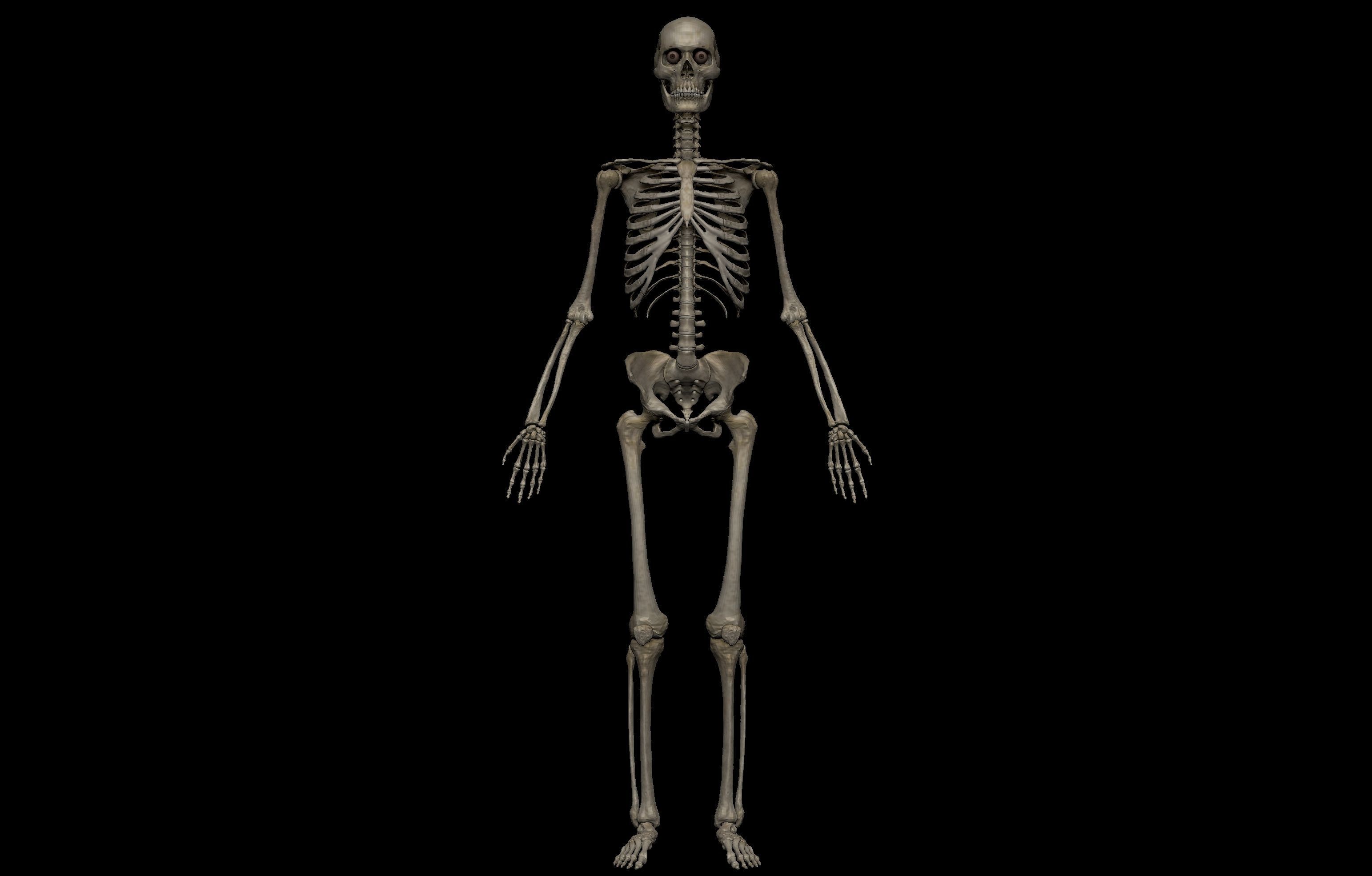 Realistic Female Basemesh Collection Low-poly 3D model_2