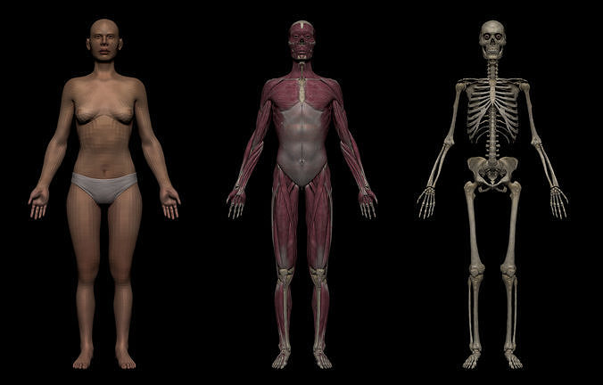 Realistic Female Basemesh Collection Low-poly 3D model