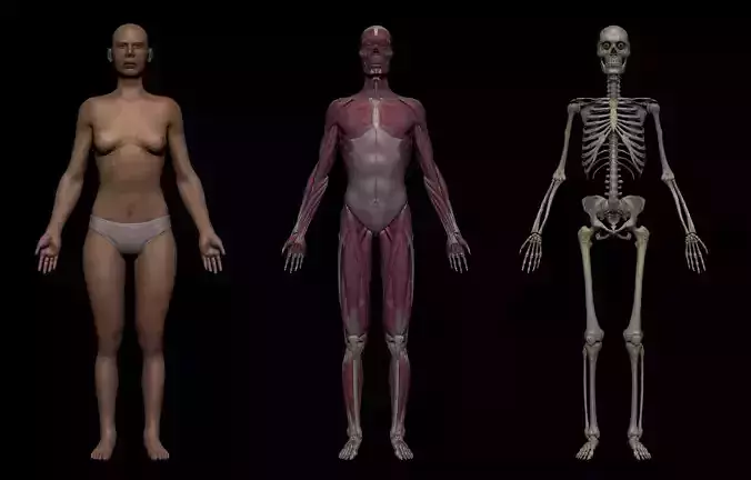 Realistic Female Basemesh Collection Low-poly 3D model